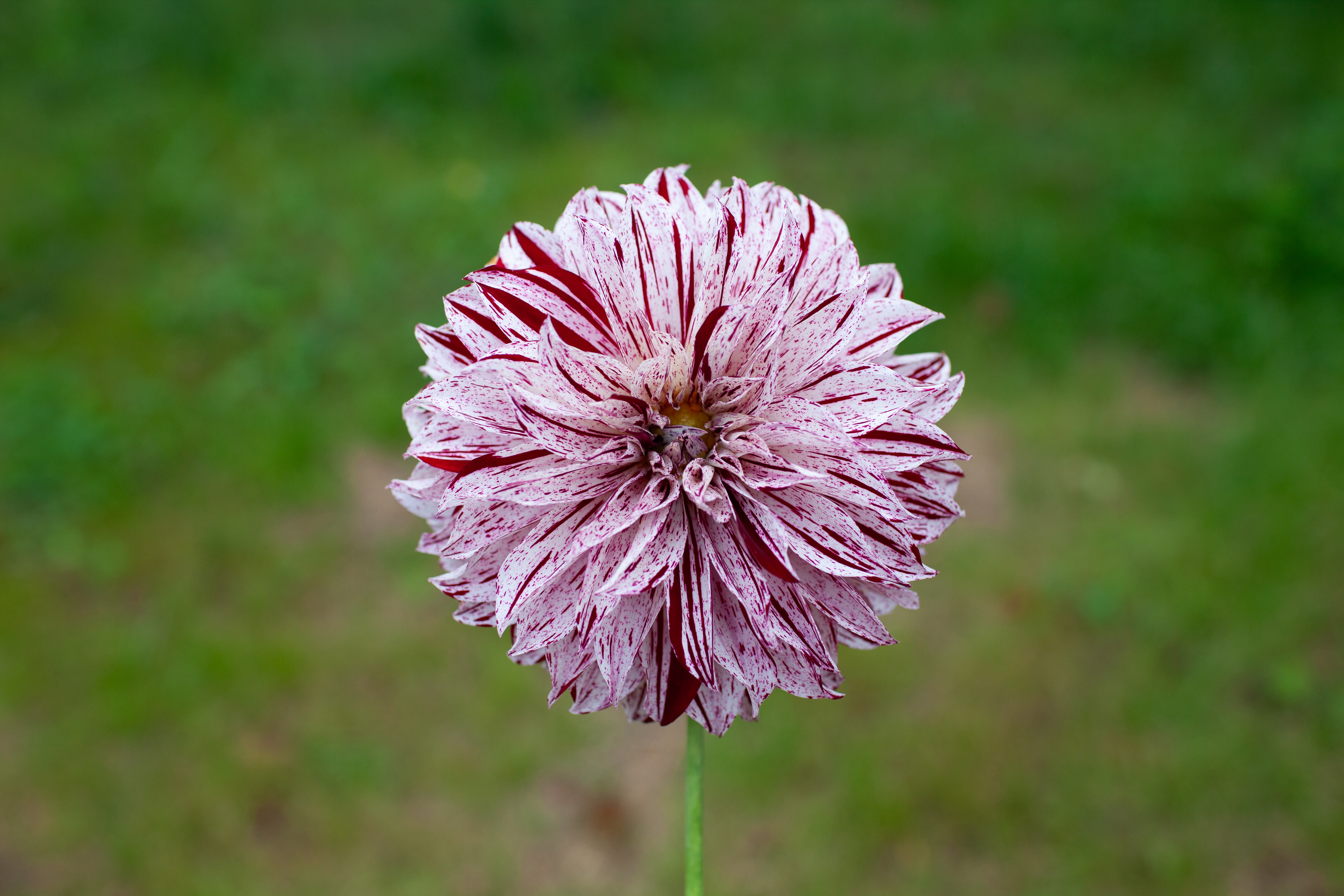 Sandia Boogie dahlia