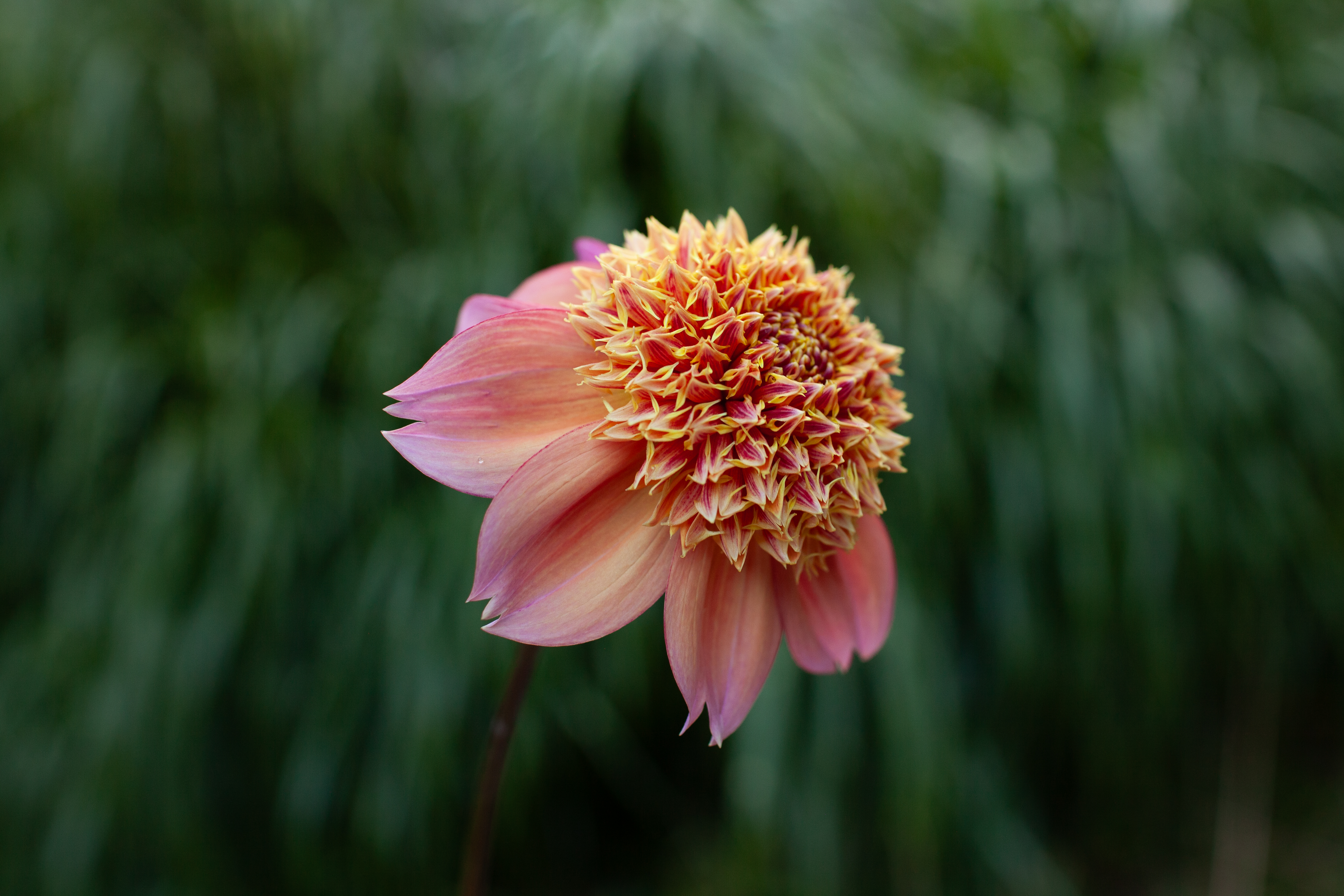 Sandia Brocade dahlia