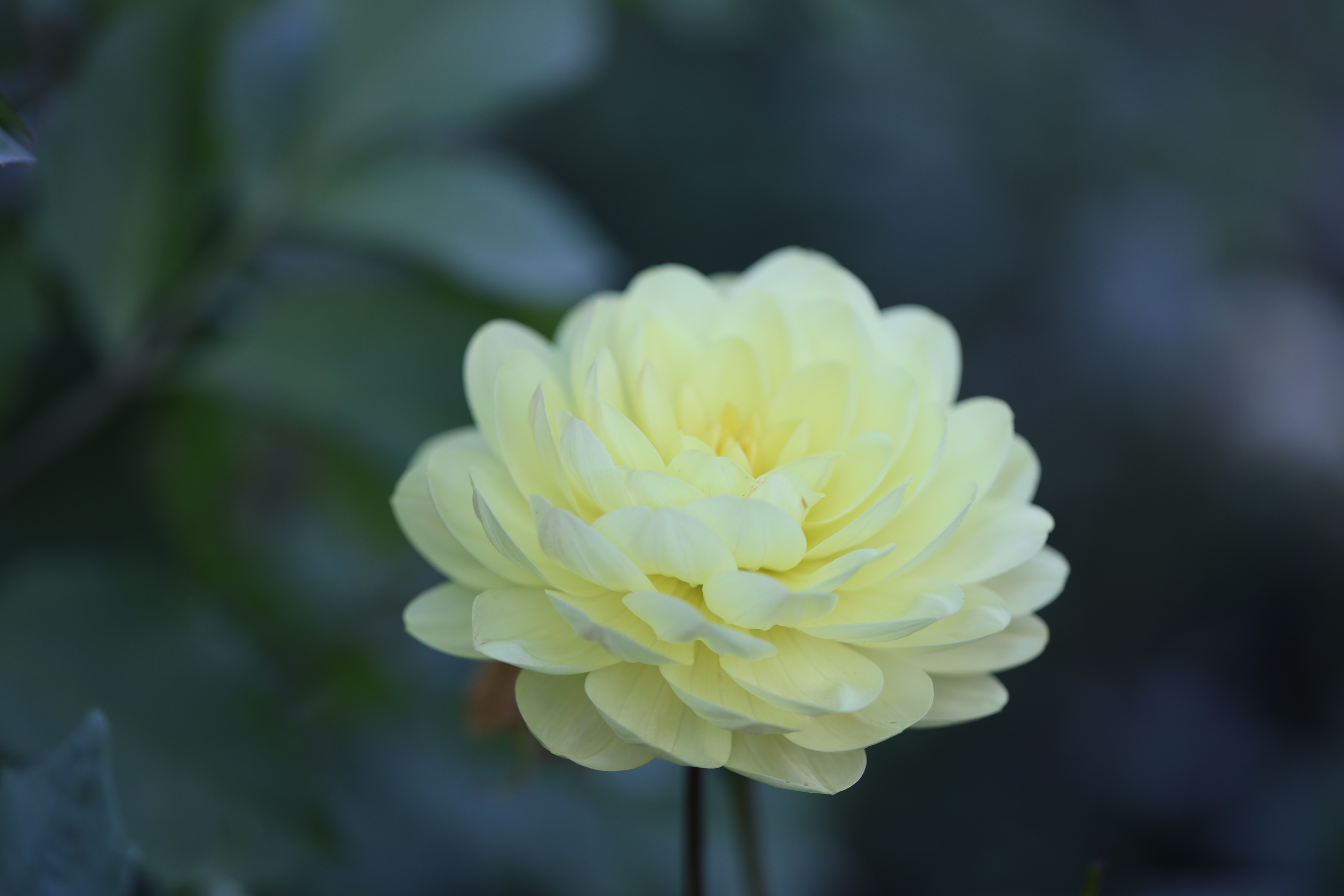 Sandia Gold dahlia
