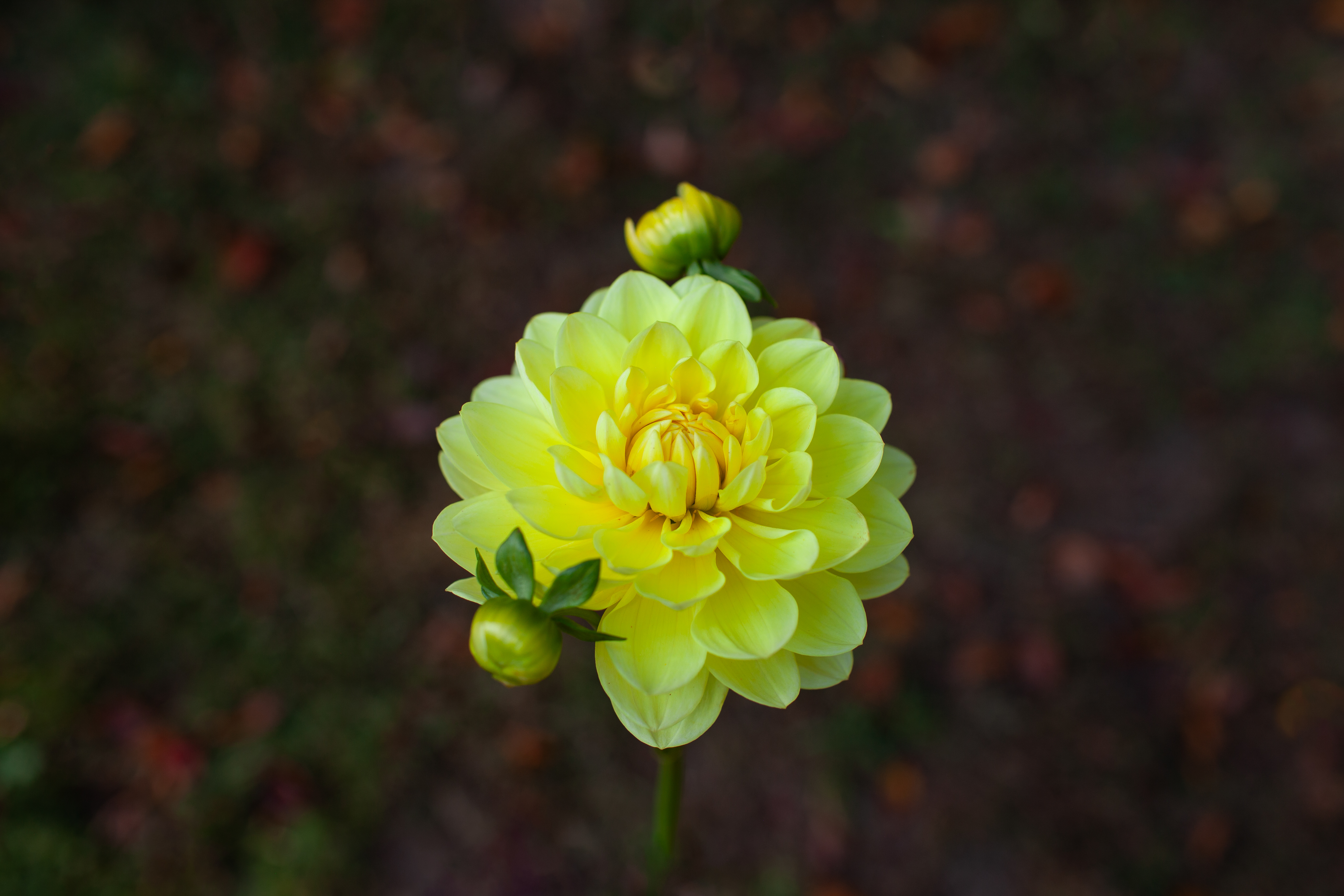 Sandia Joy dahlia