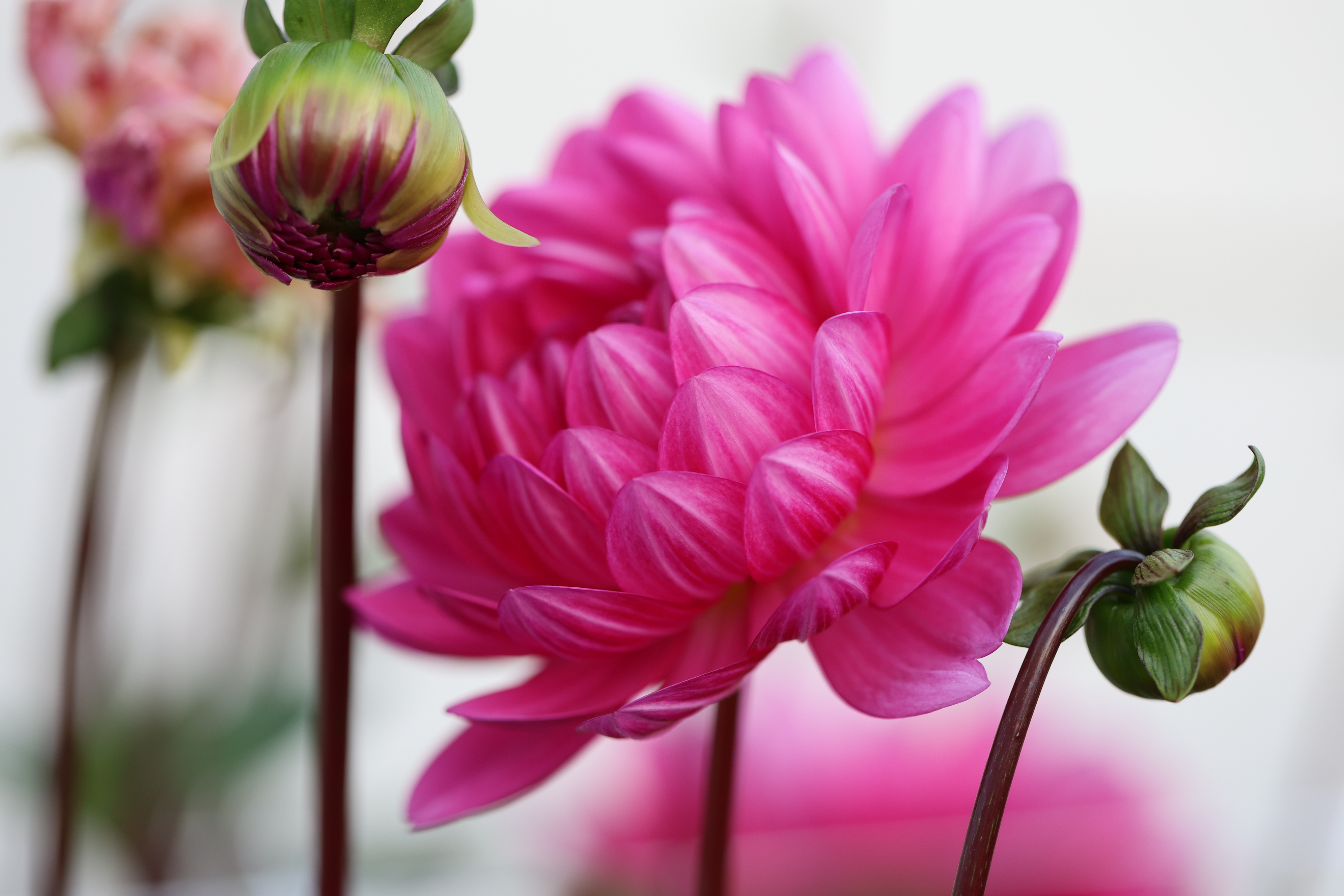 Sandia Lillian dahlia