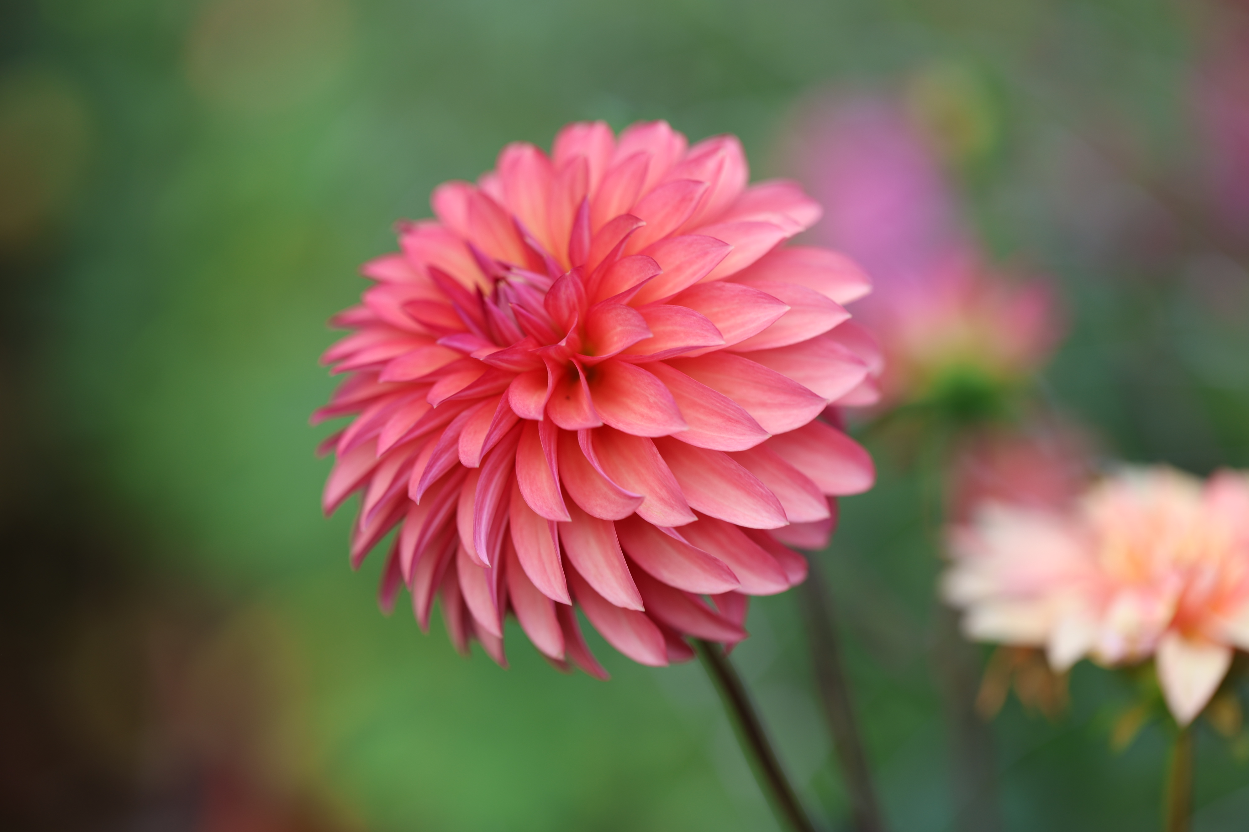 Sandia Ruthie dahlia