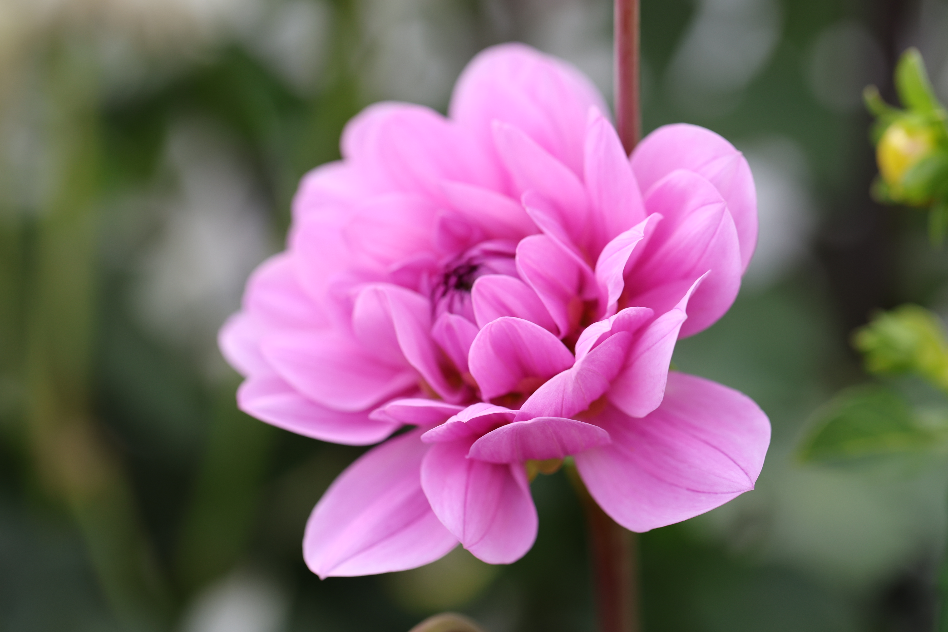 Sandia Shomei dahlia