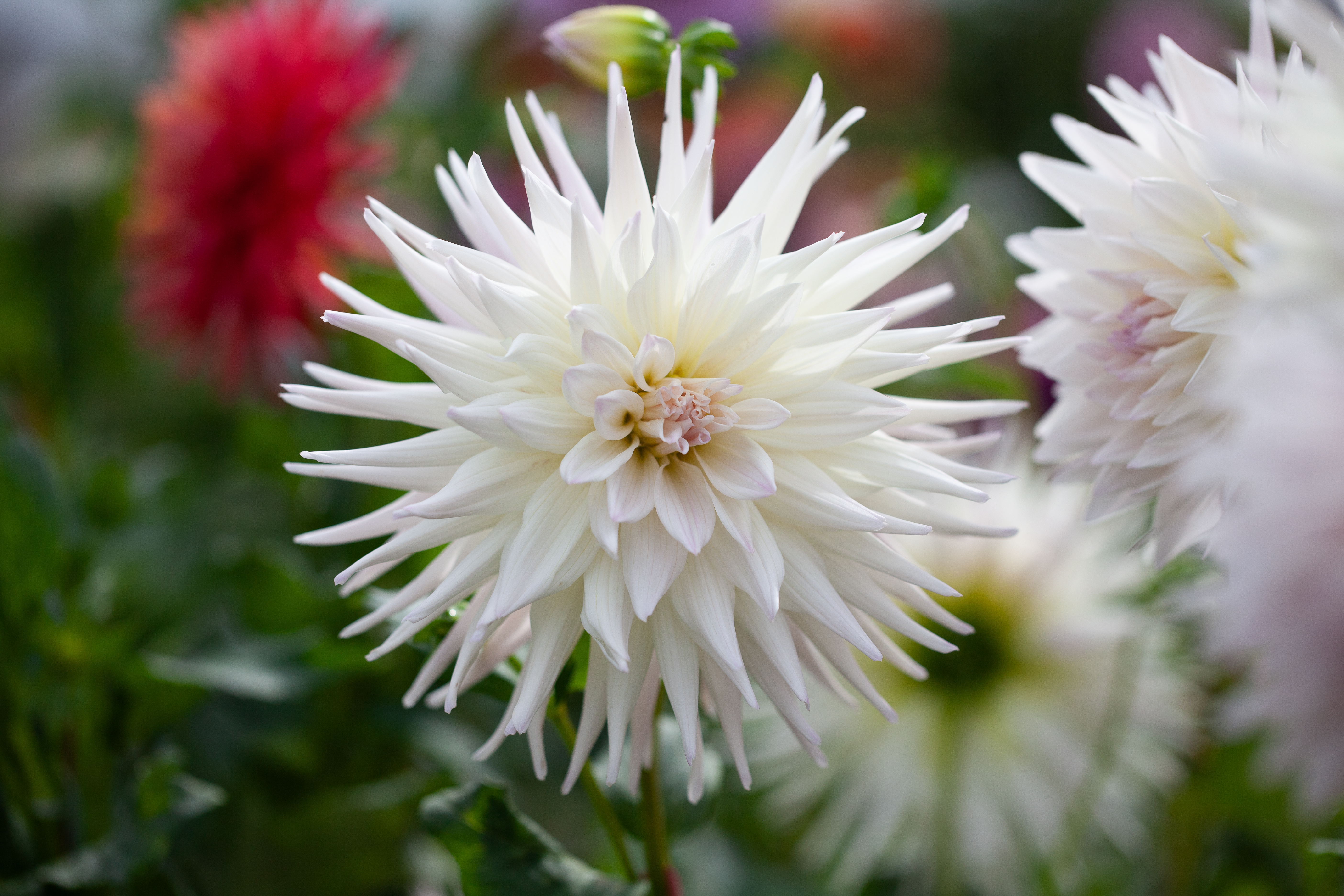 Sandia Stargazer dahlia