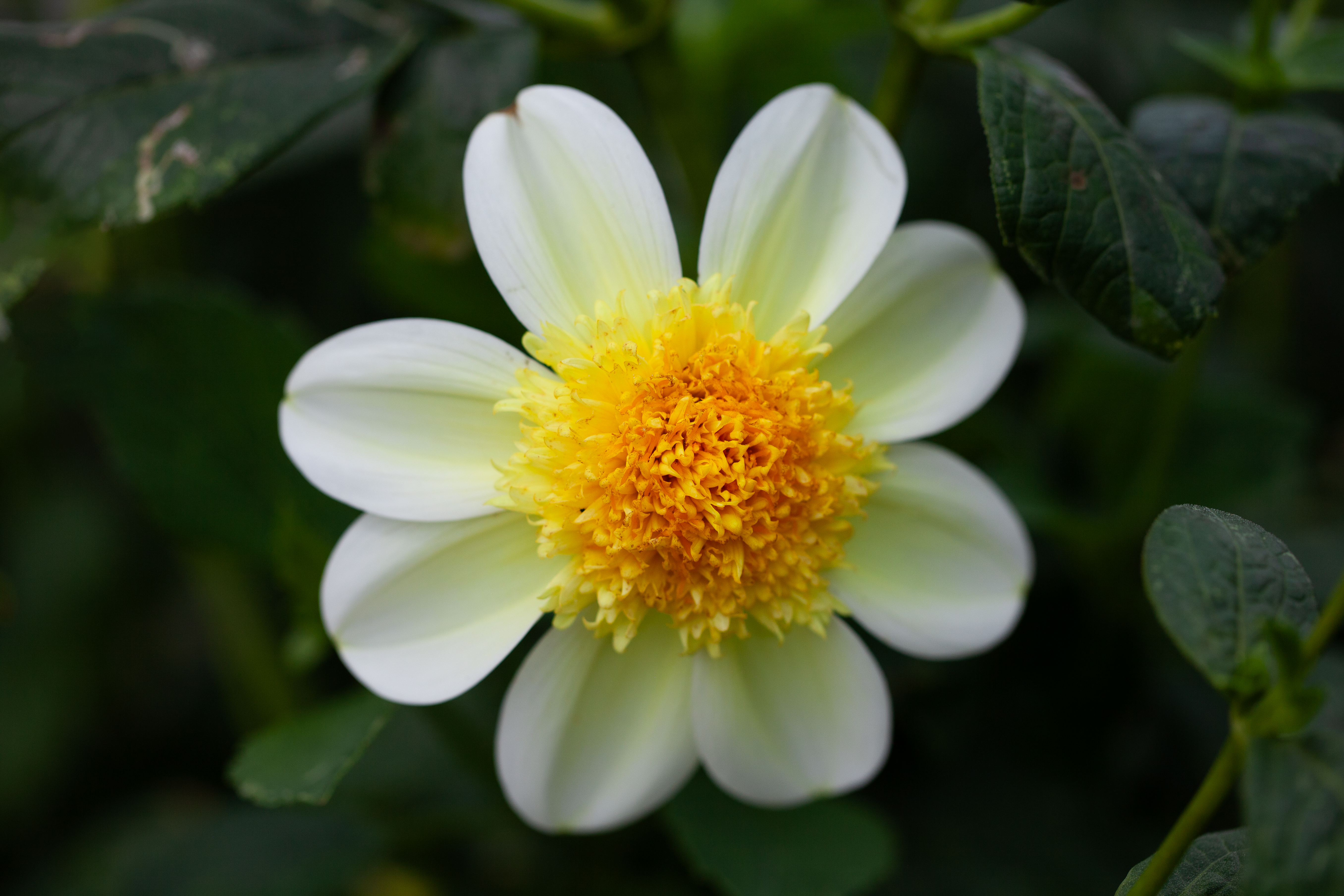Sandia Summertime dahlia