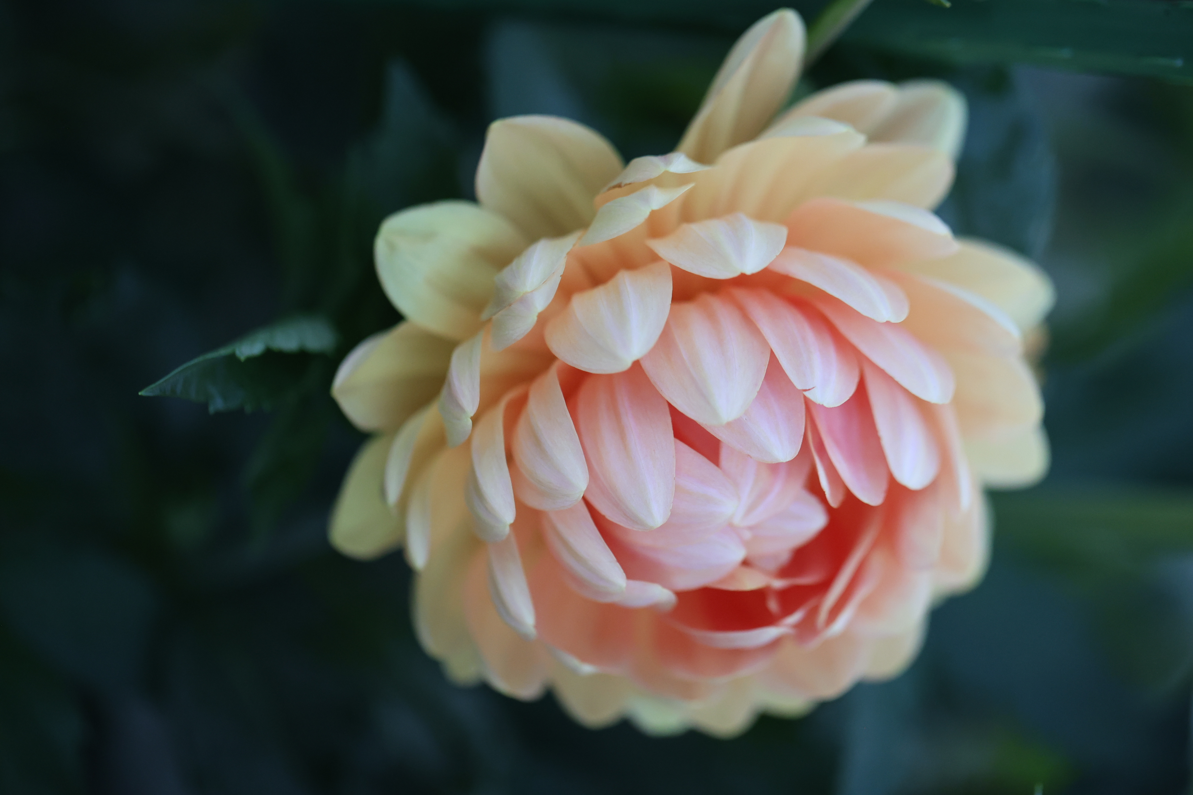 Sandia Susan dahlia