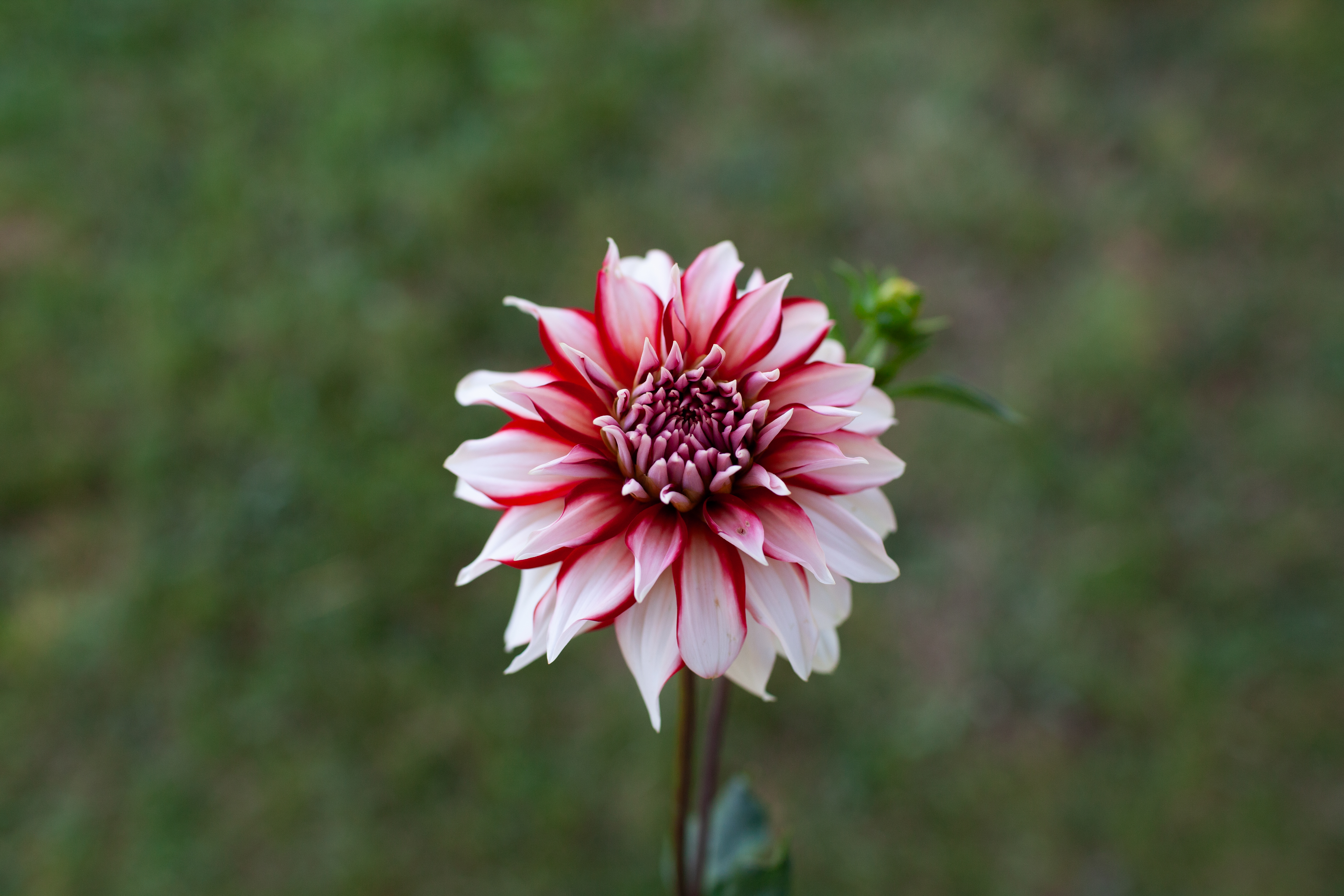 Santa Claus dahlia