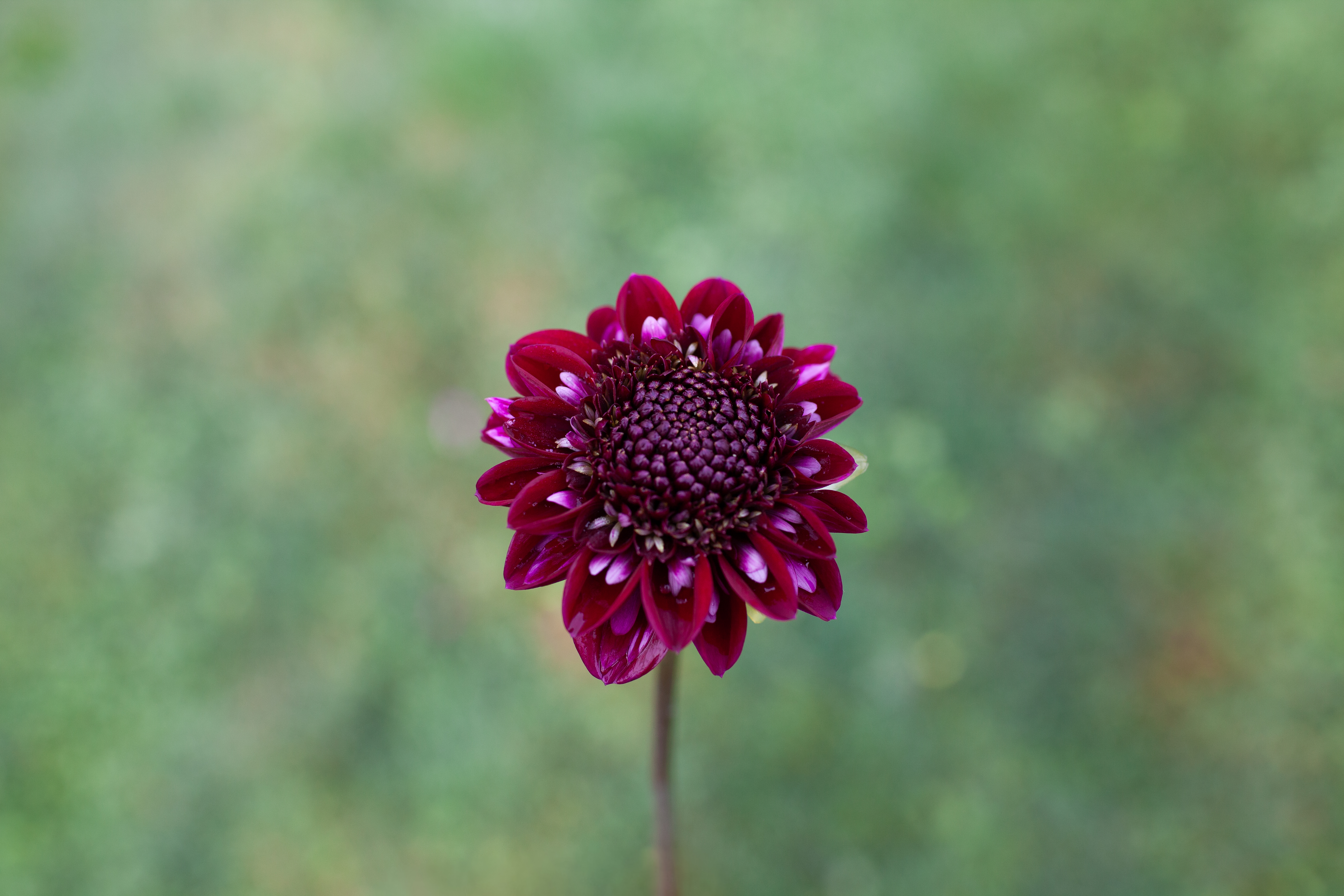 Sarah Raven dahlia