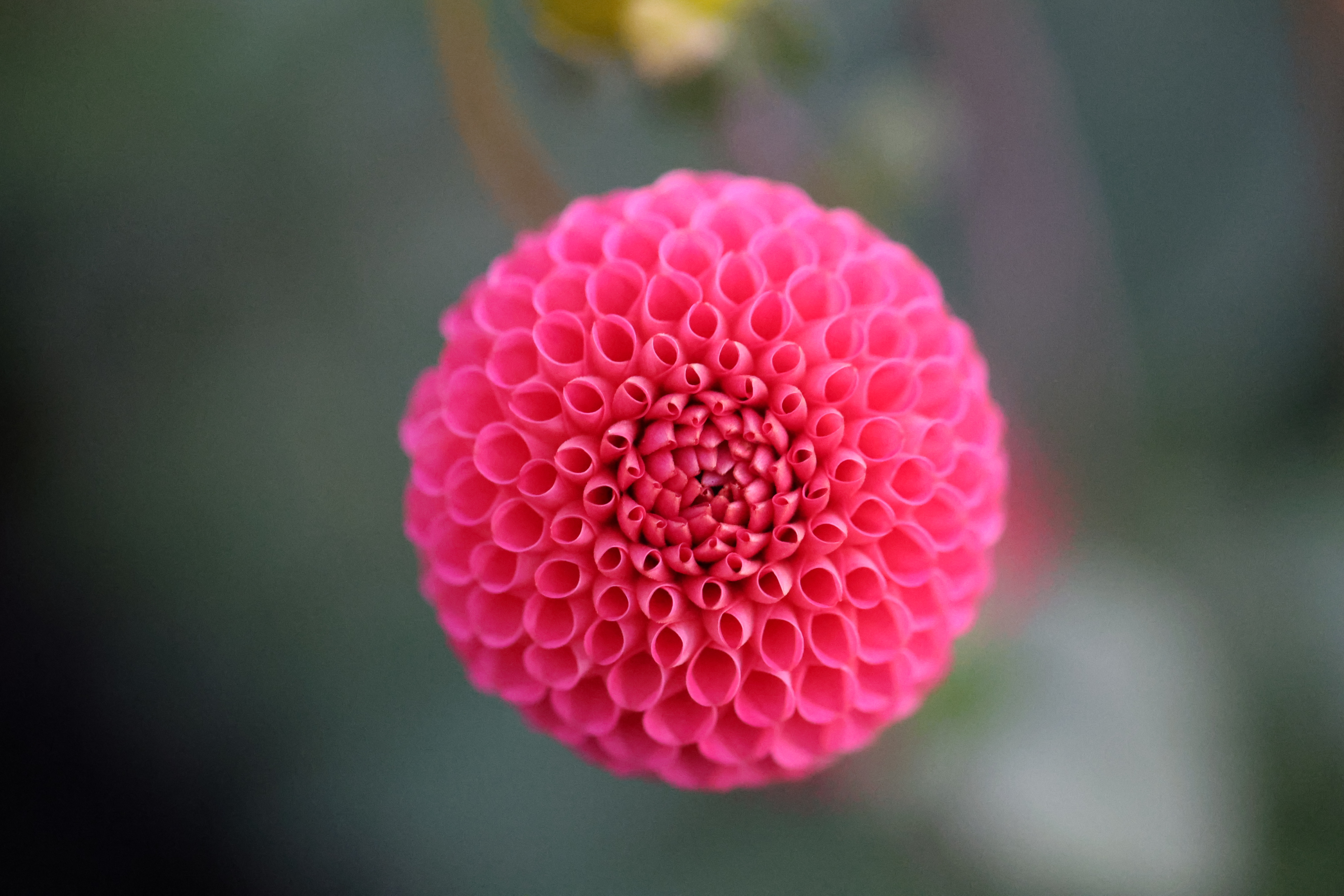 SB's KA's Choice dahlia