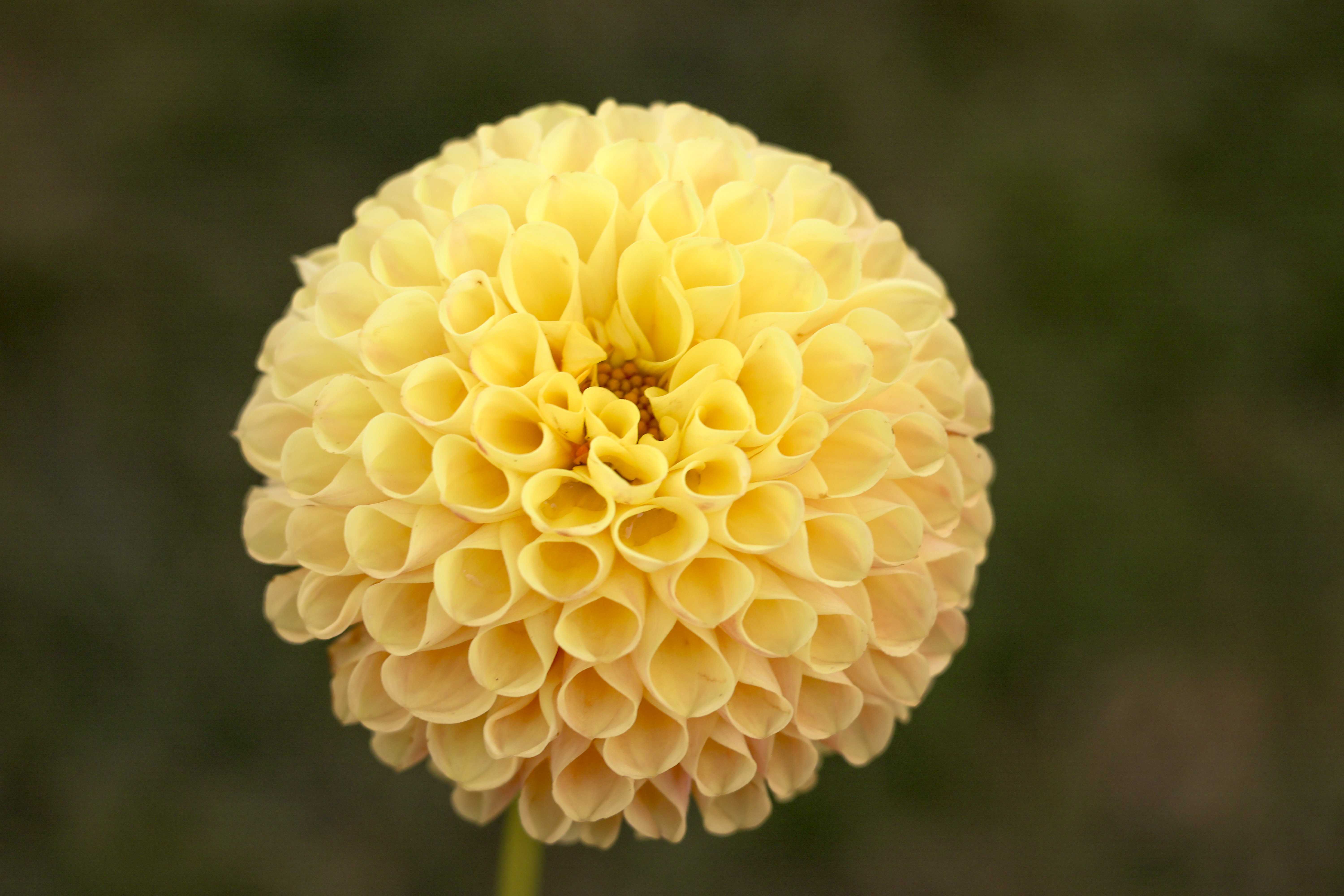 SB's Ora dahlia