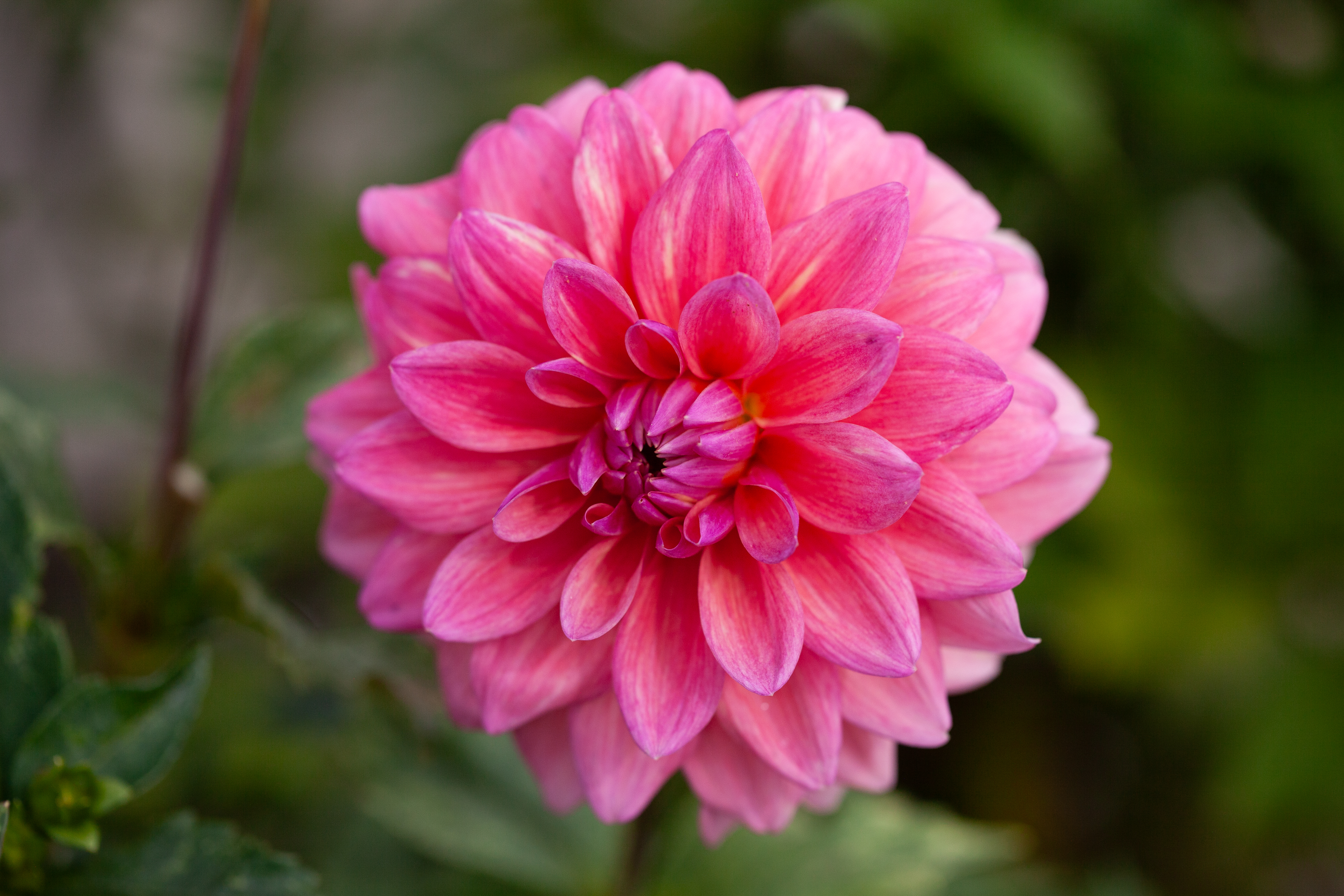 Scaur Swinton dahlia