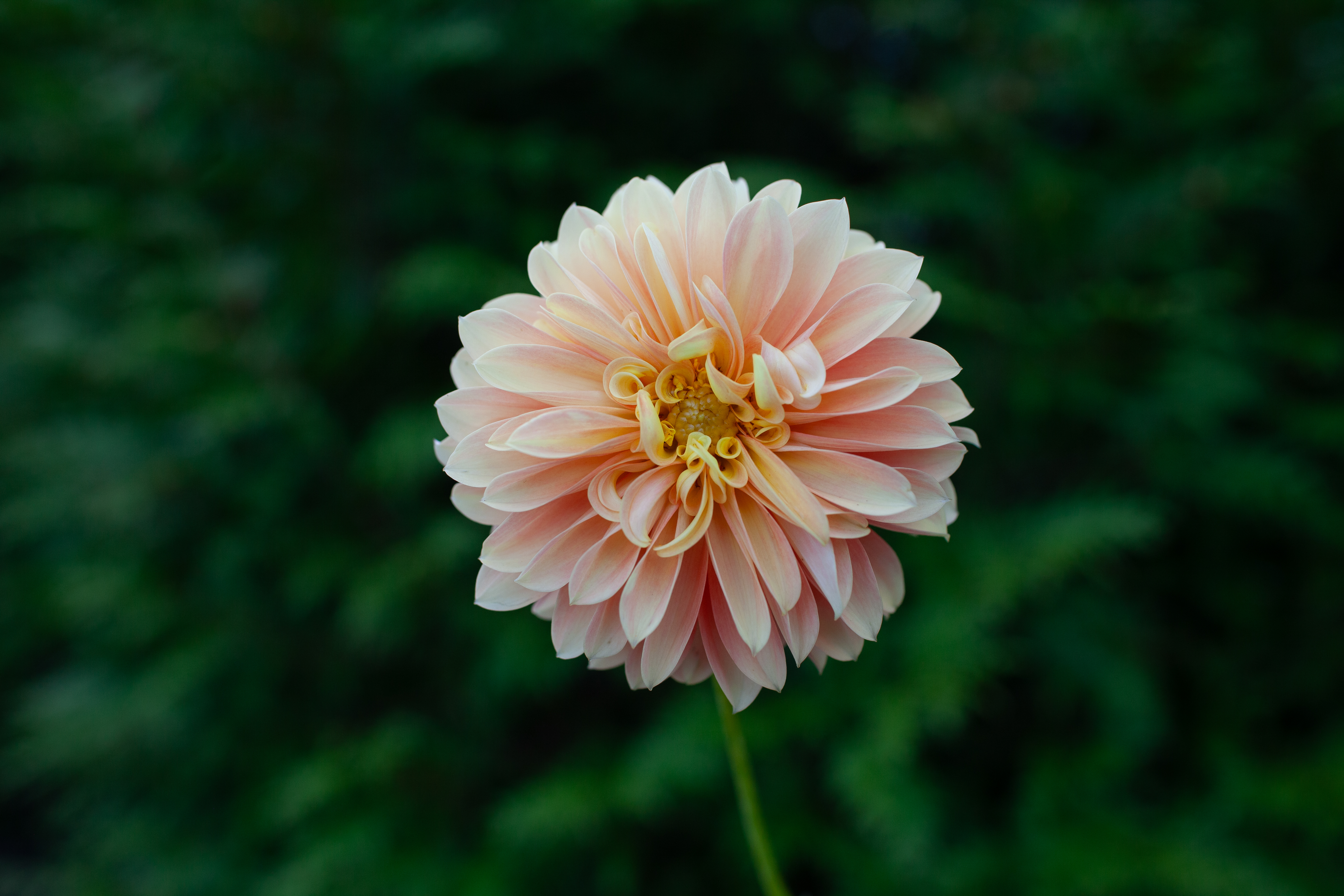Seabeck's Shirley dahlia