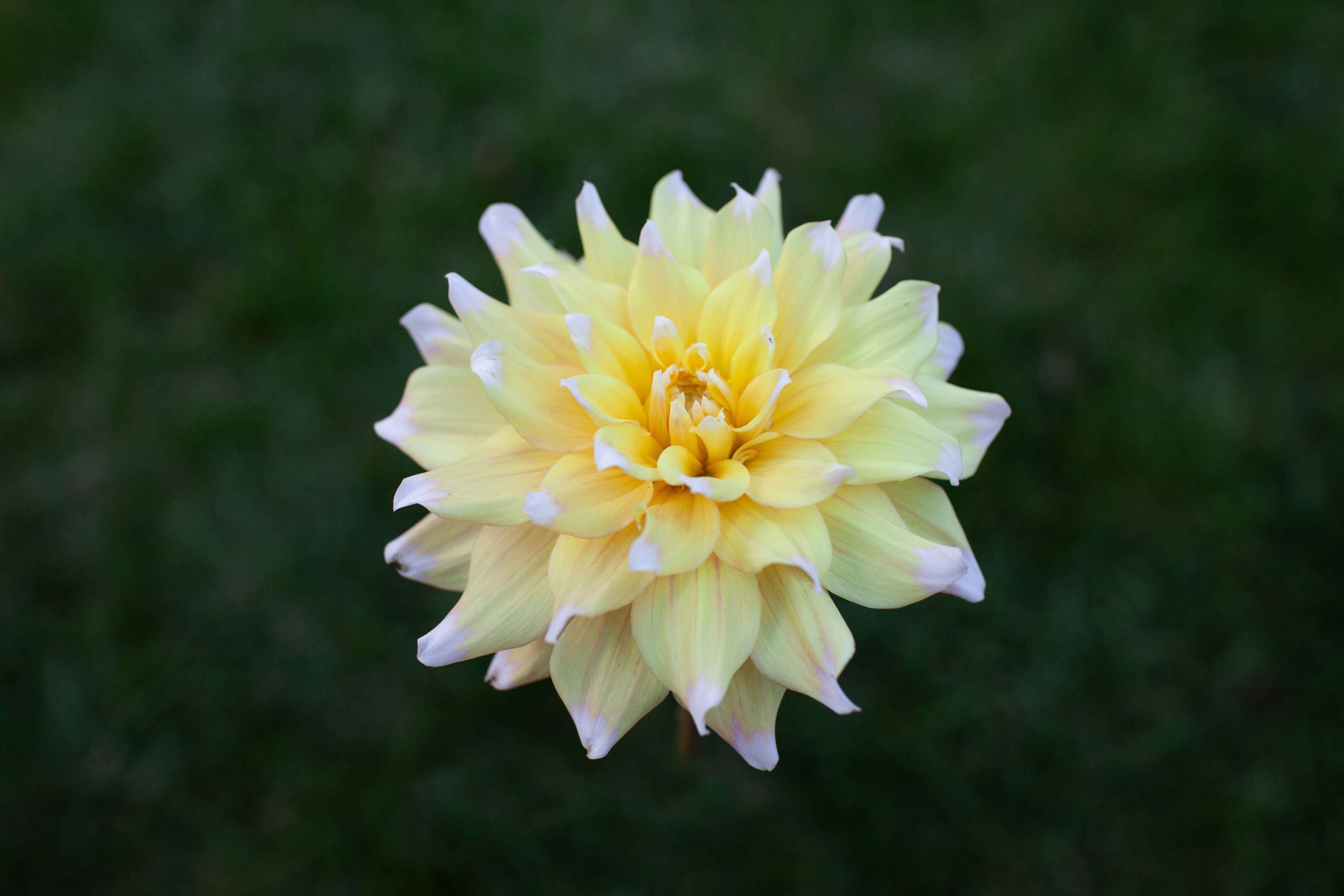 Seattle dahlia