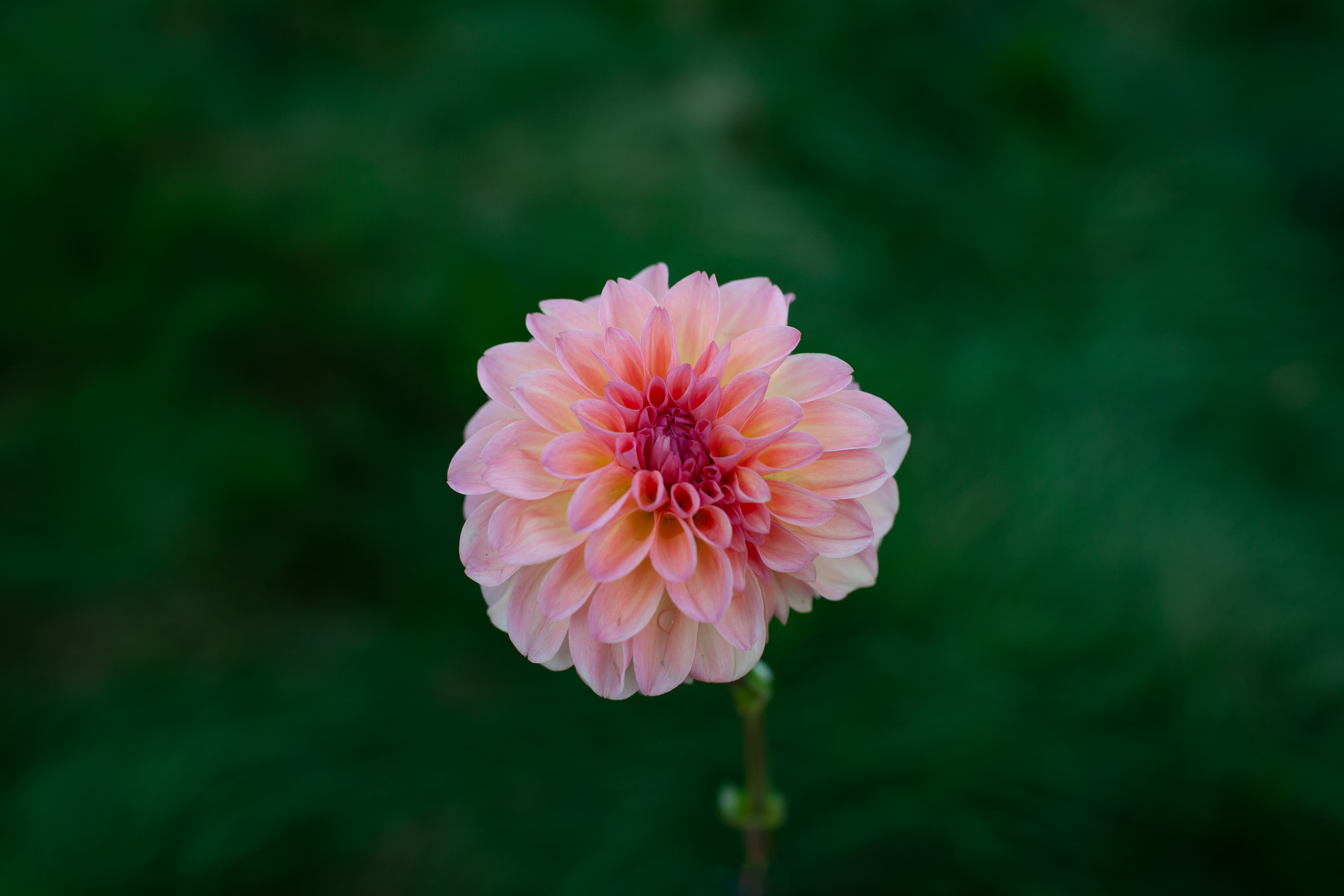 Sebastian dahlia