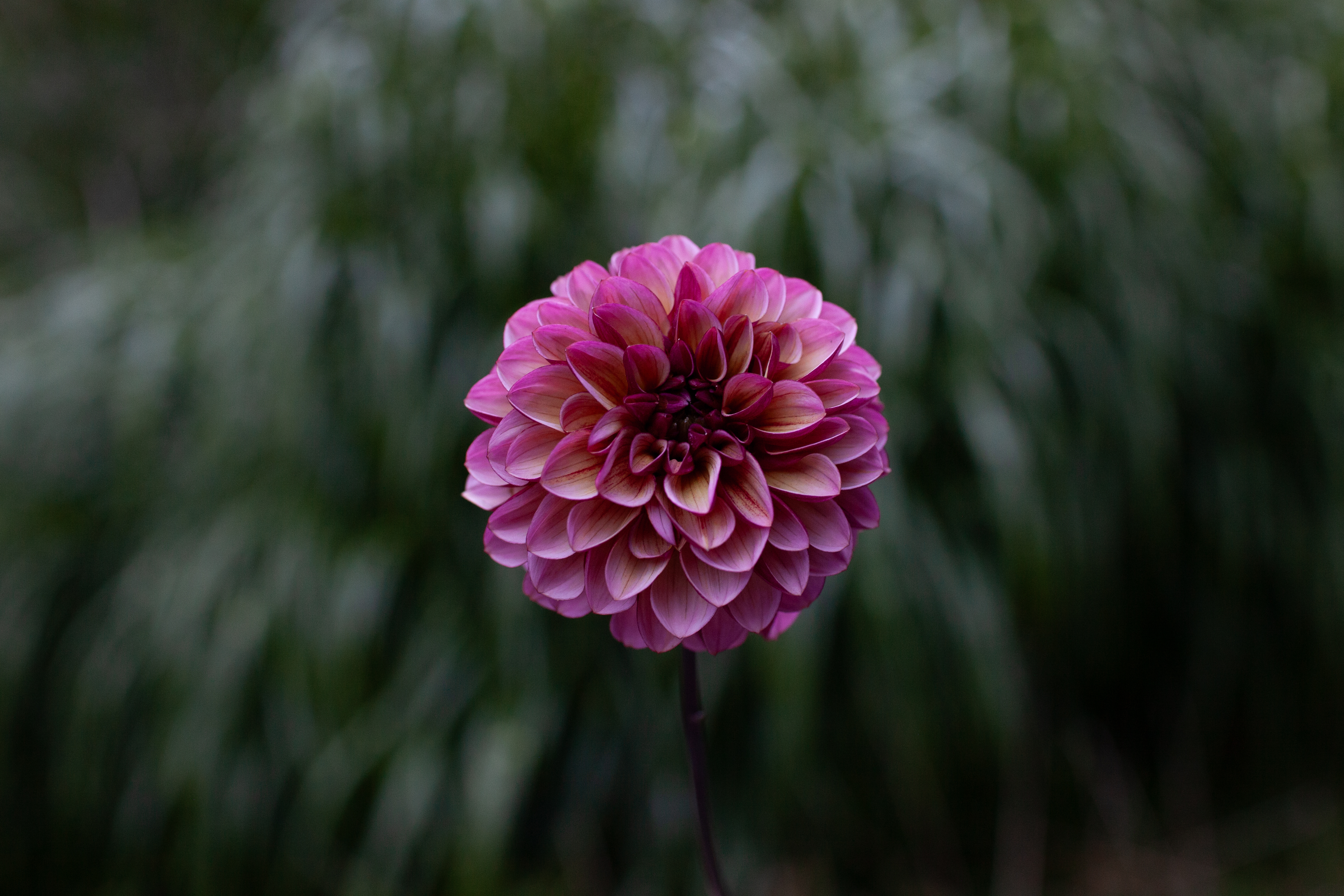 Senior's Hope dahlia