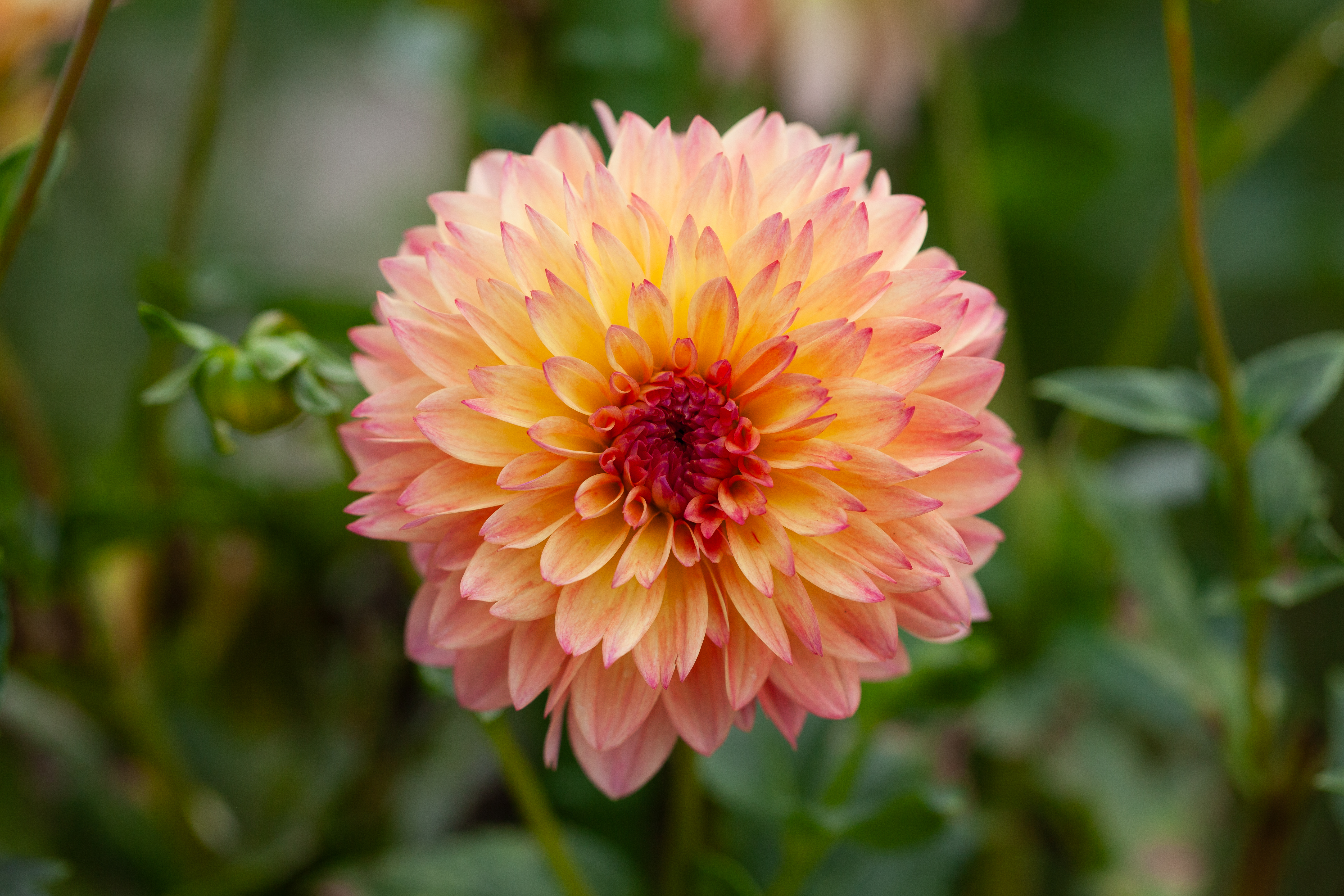 September Morn dahlia