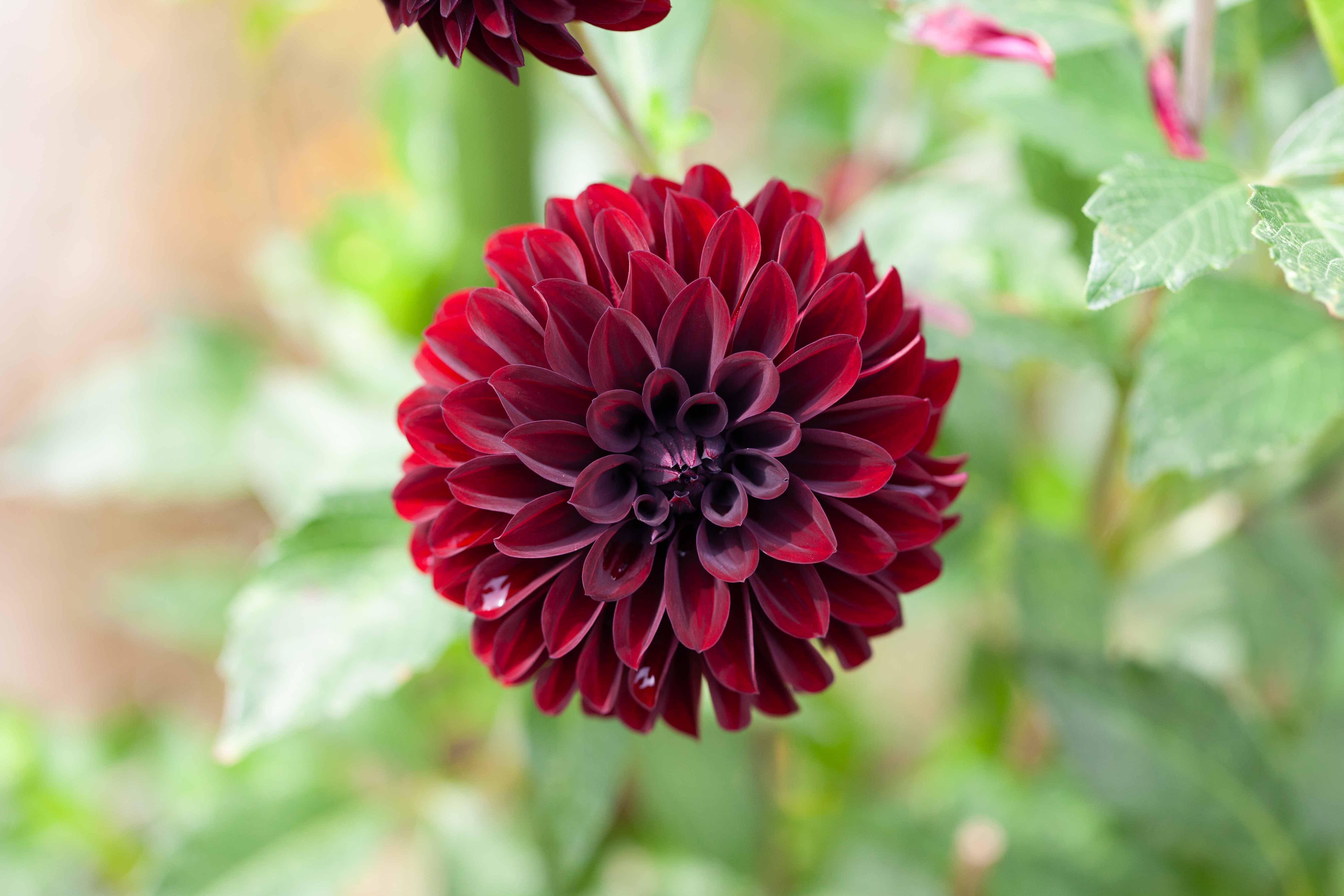Shadow Cat dahlia