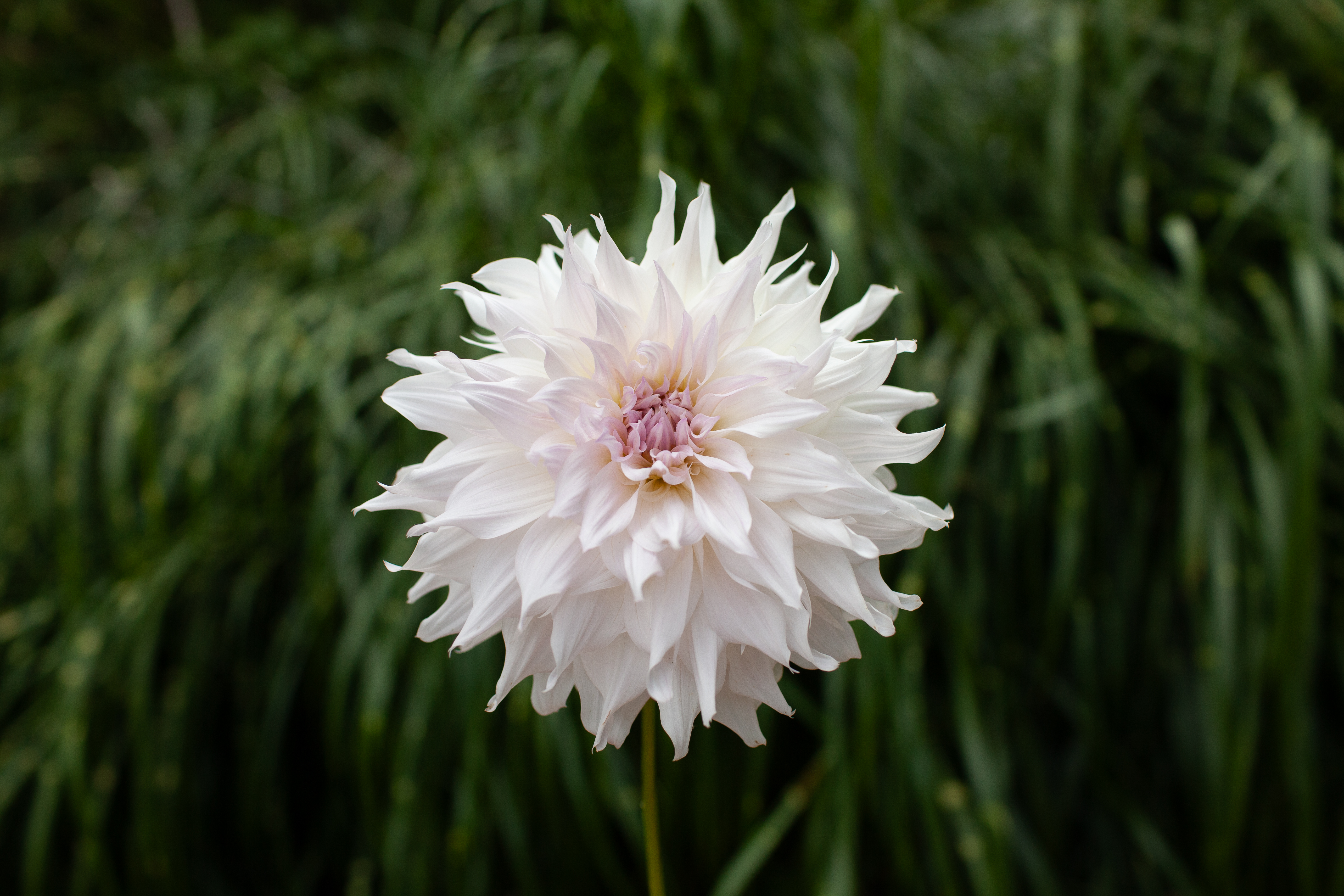 Shiloh Noelle dahlia