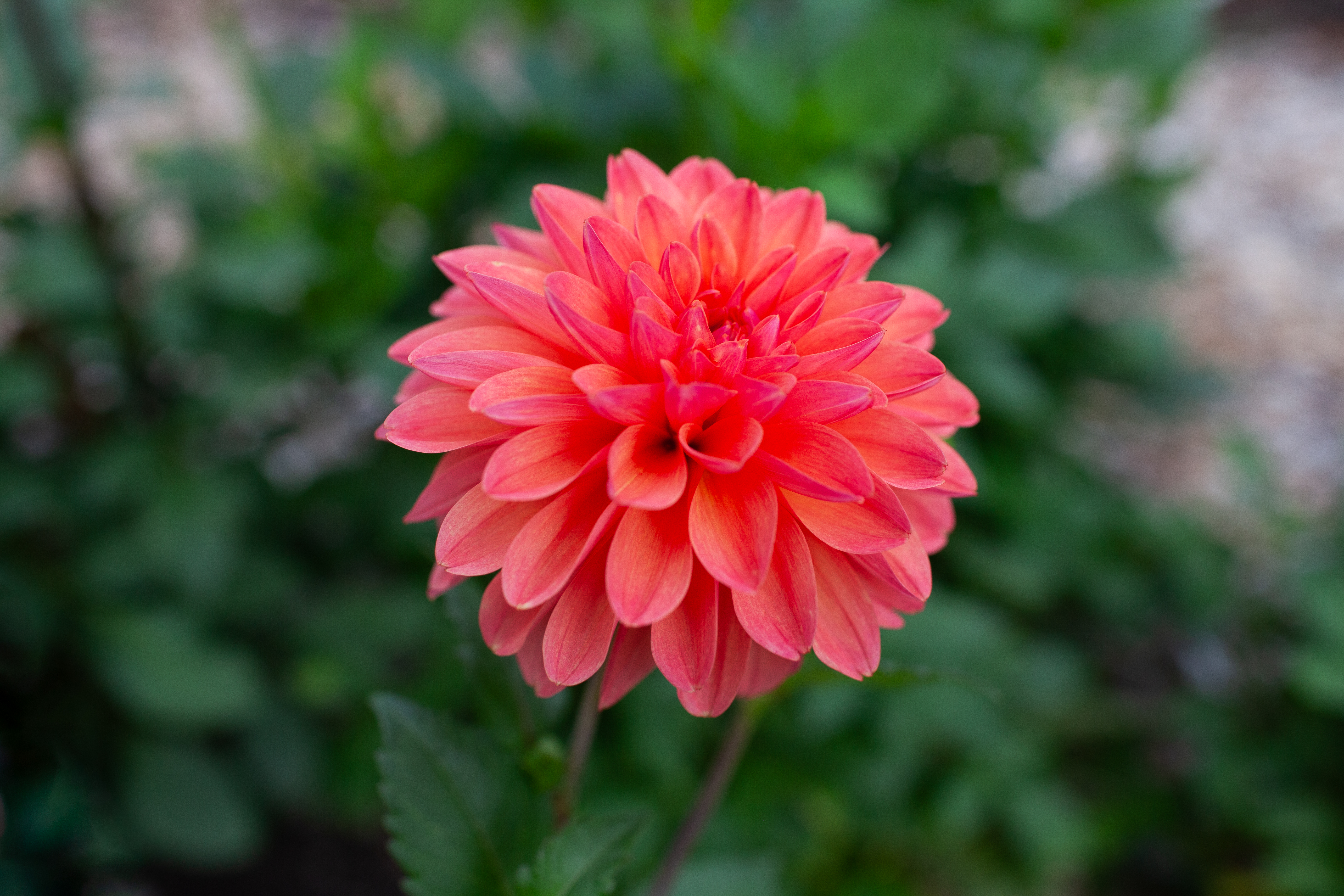 Showcase Decadent dahlia