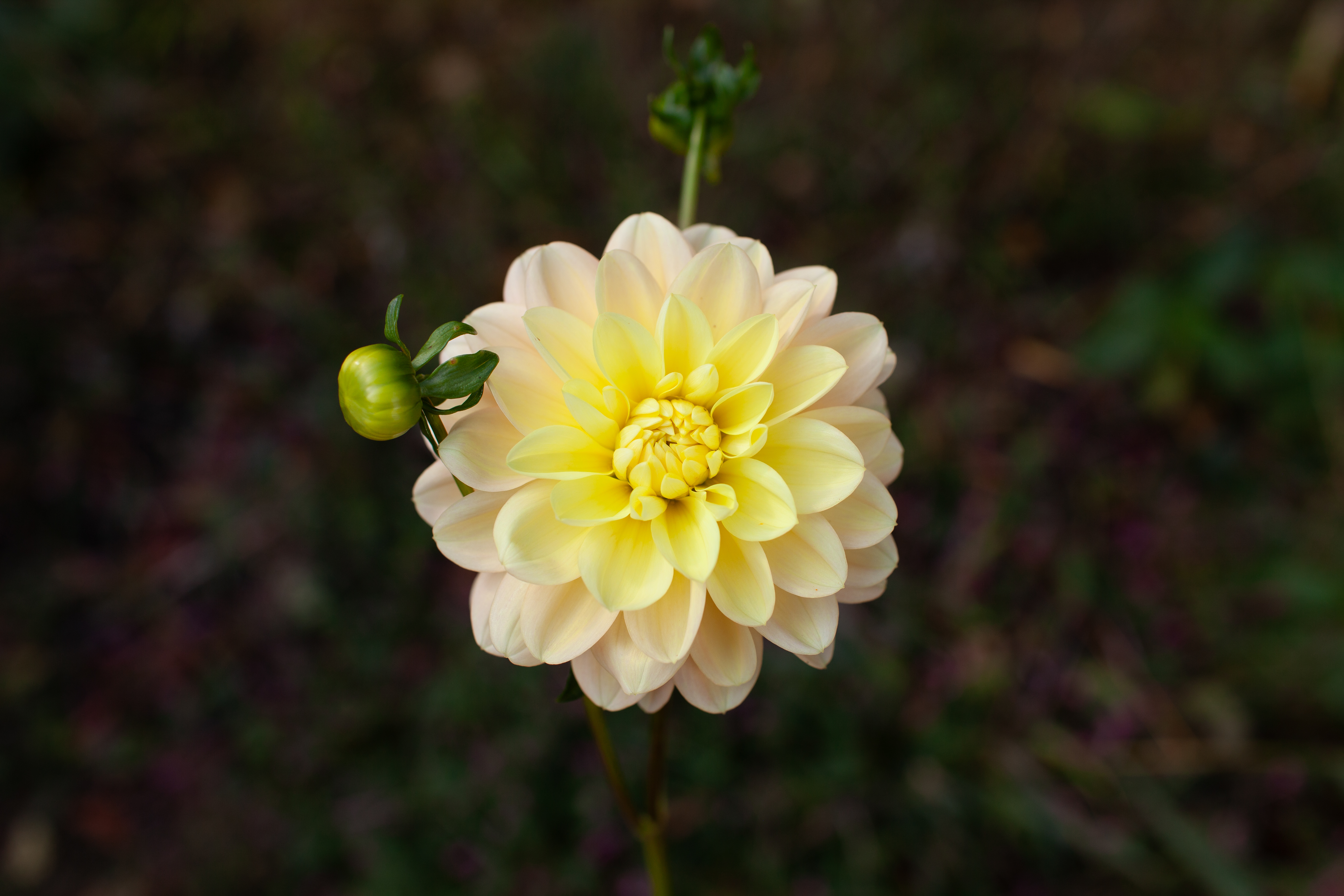 Sheer Heaven dahlia