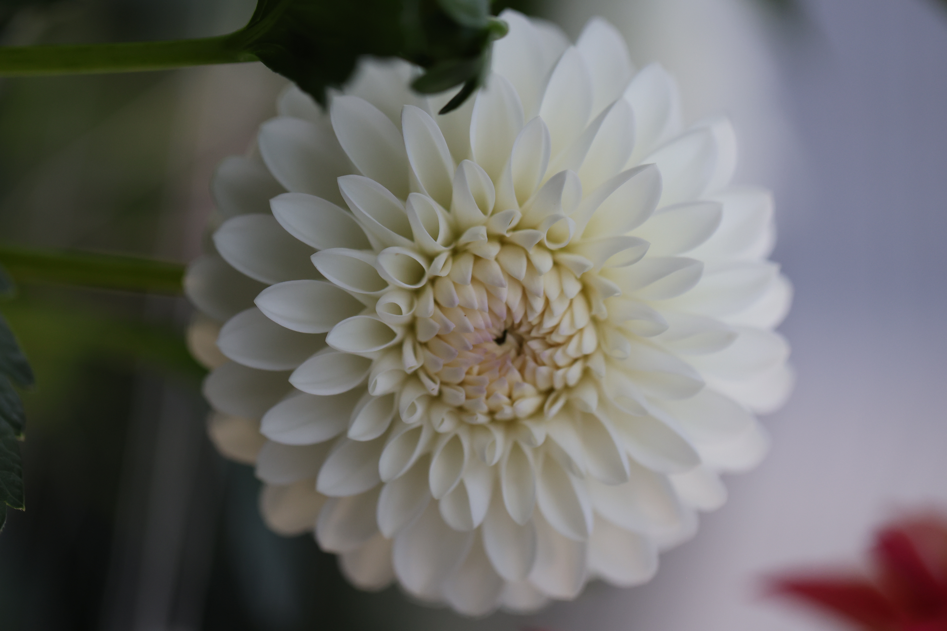 Sidehill Eric dahlia