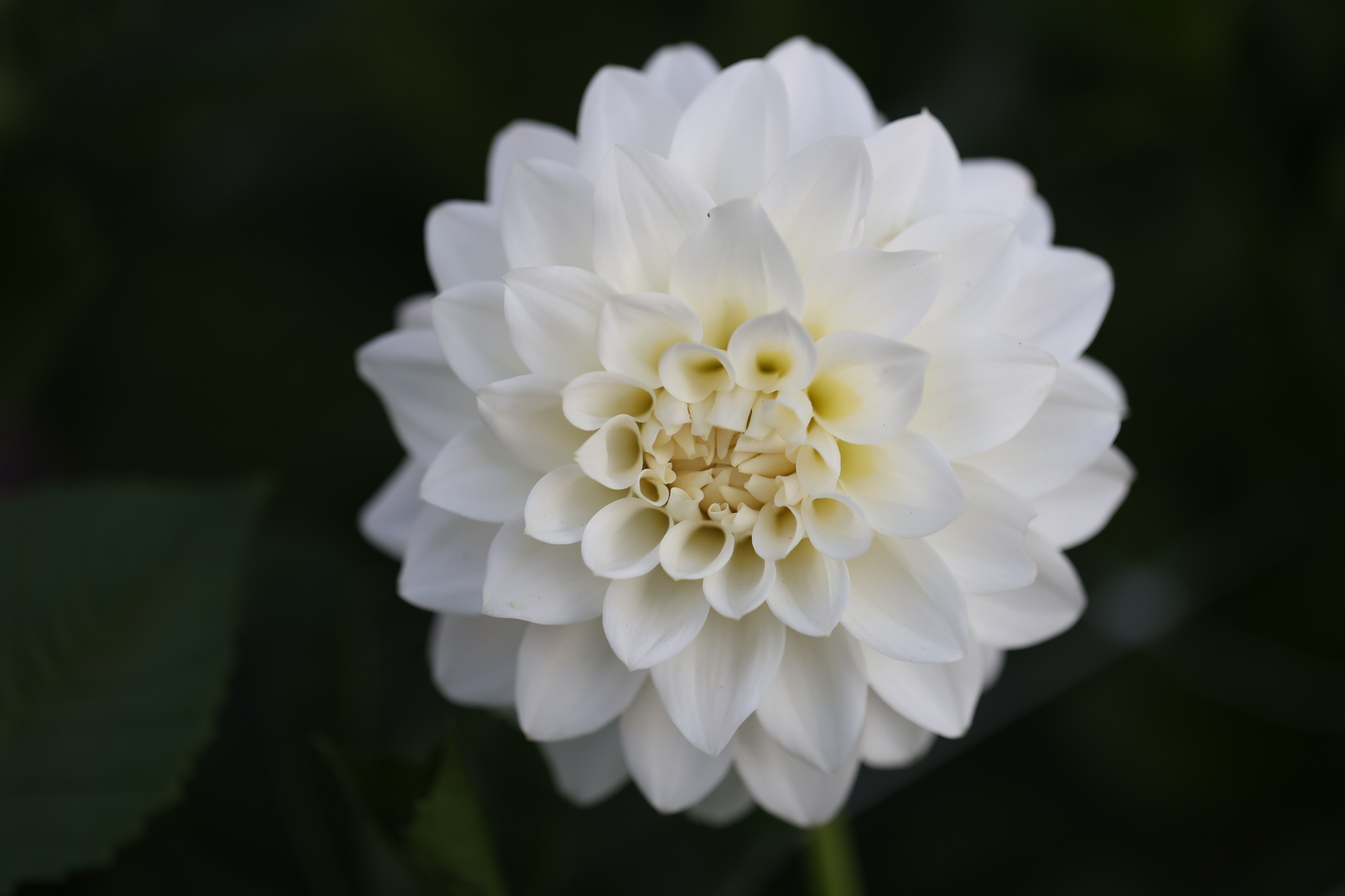Sidehill Greg dahlia