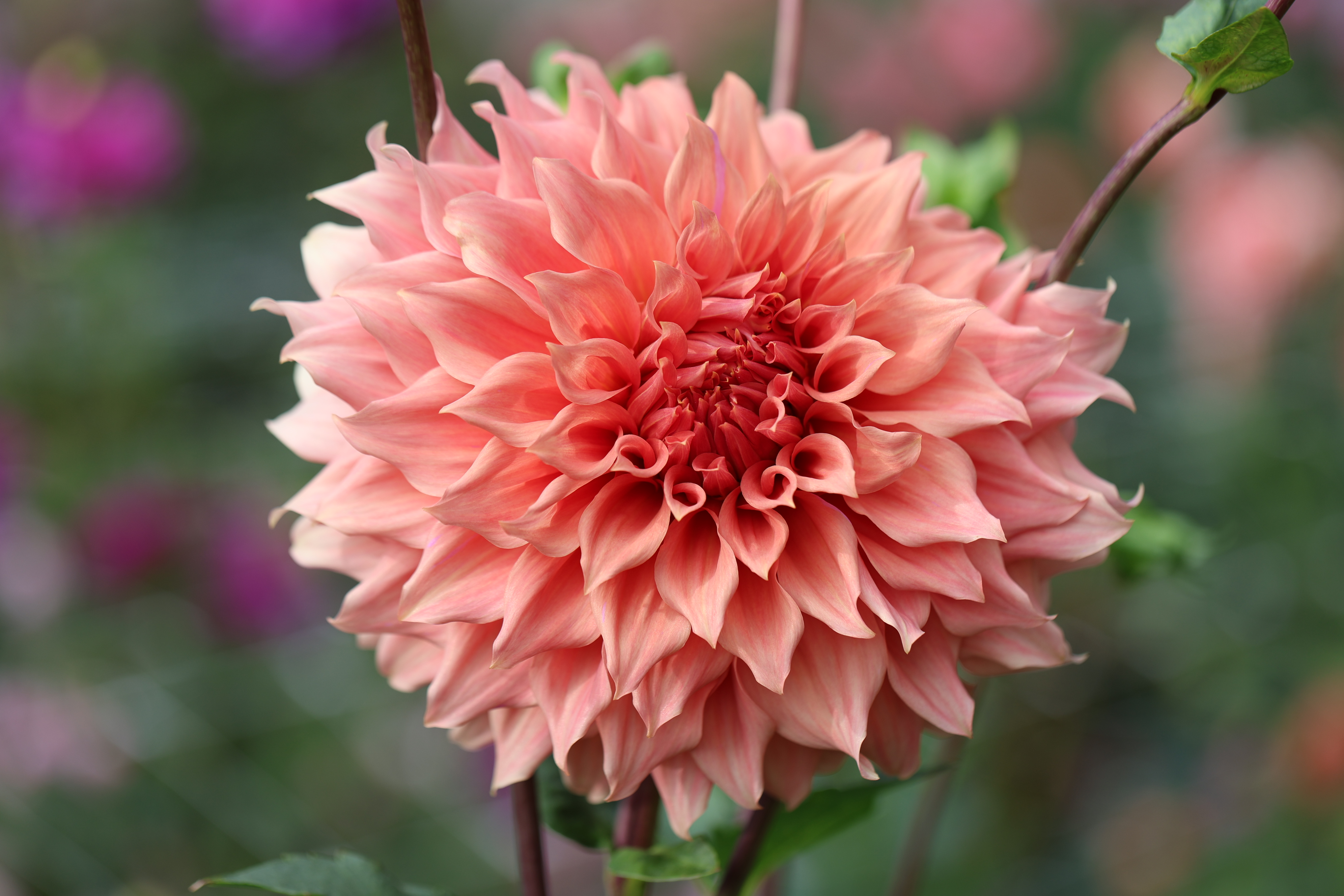 Sierra Glow dahlia