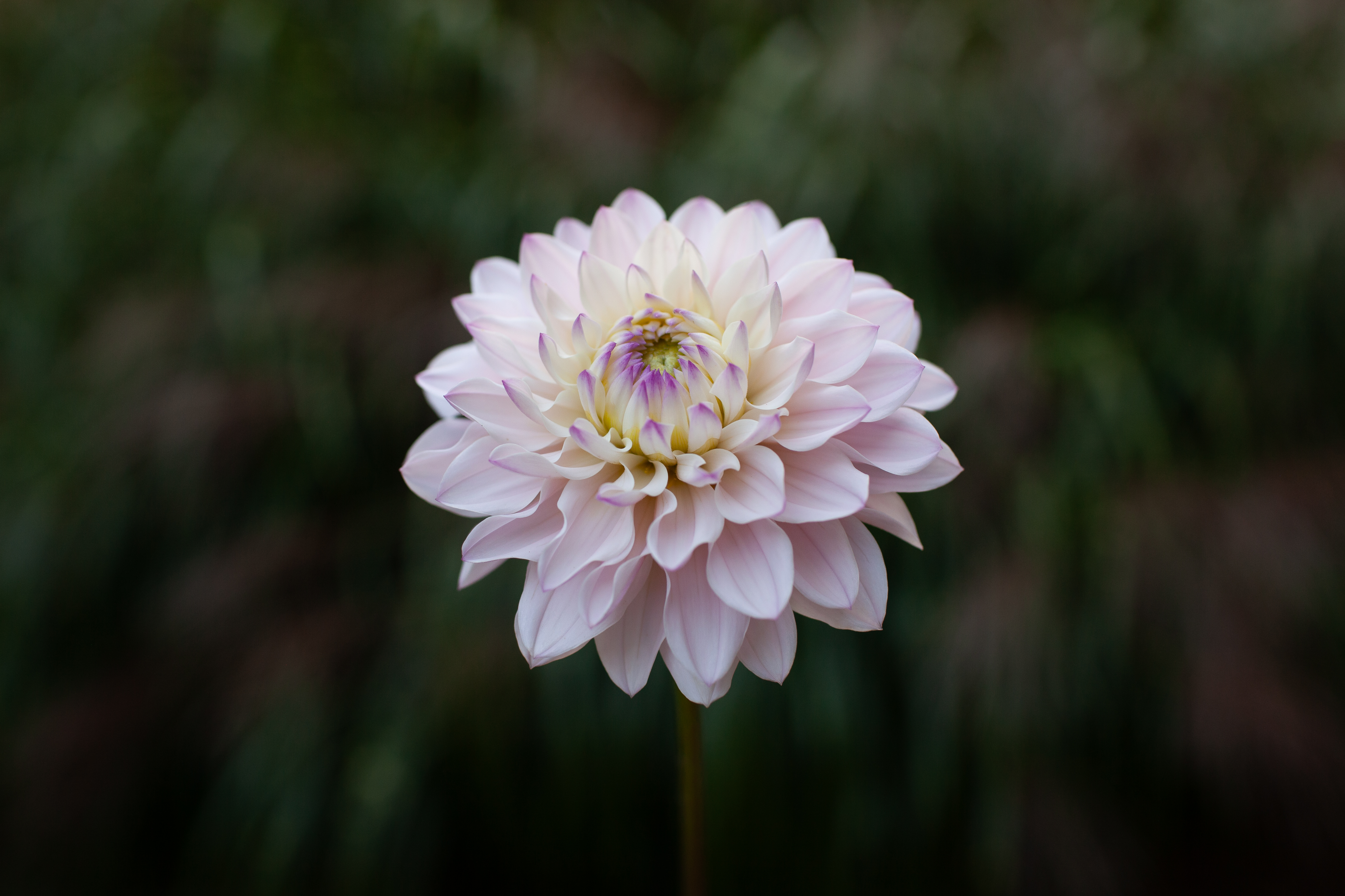 Silver Years dahlia