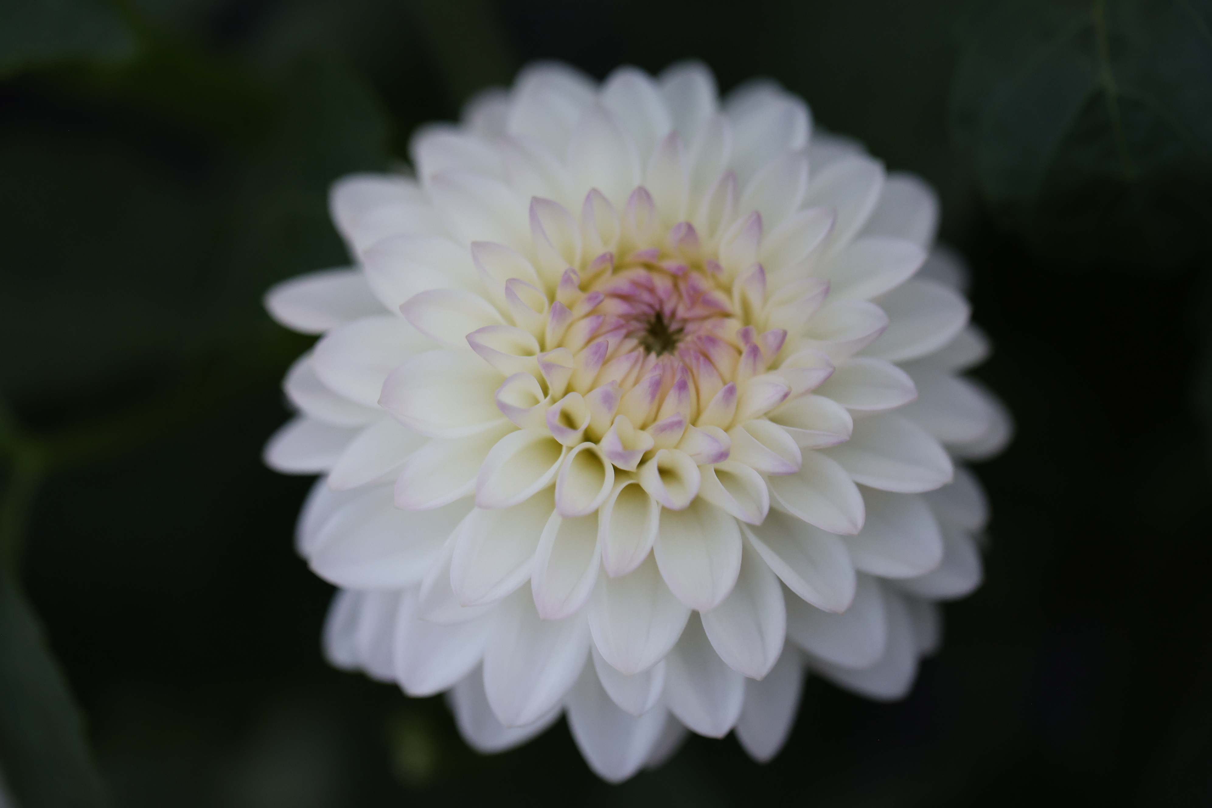 Skelmersdale Jayne dahlia