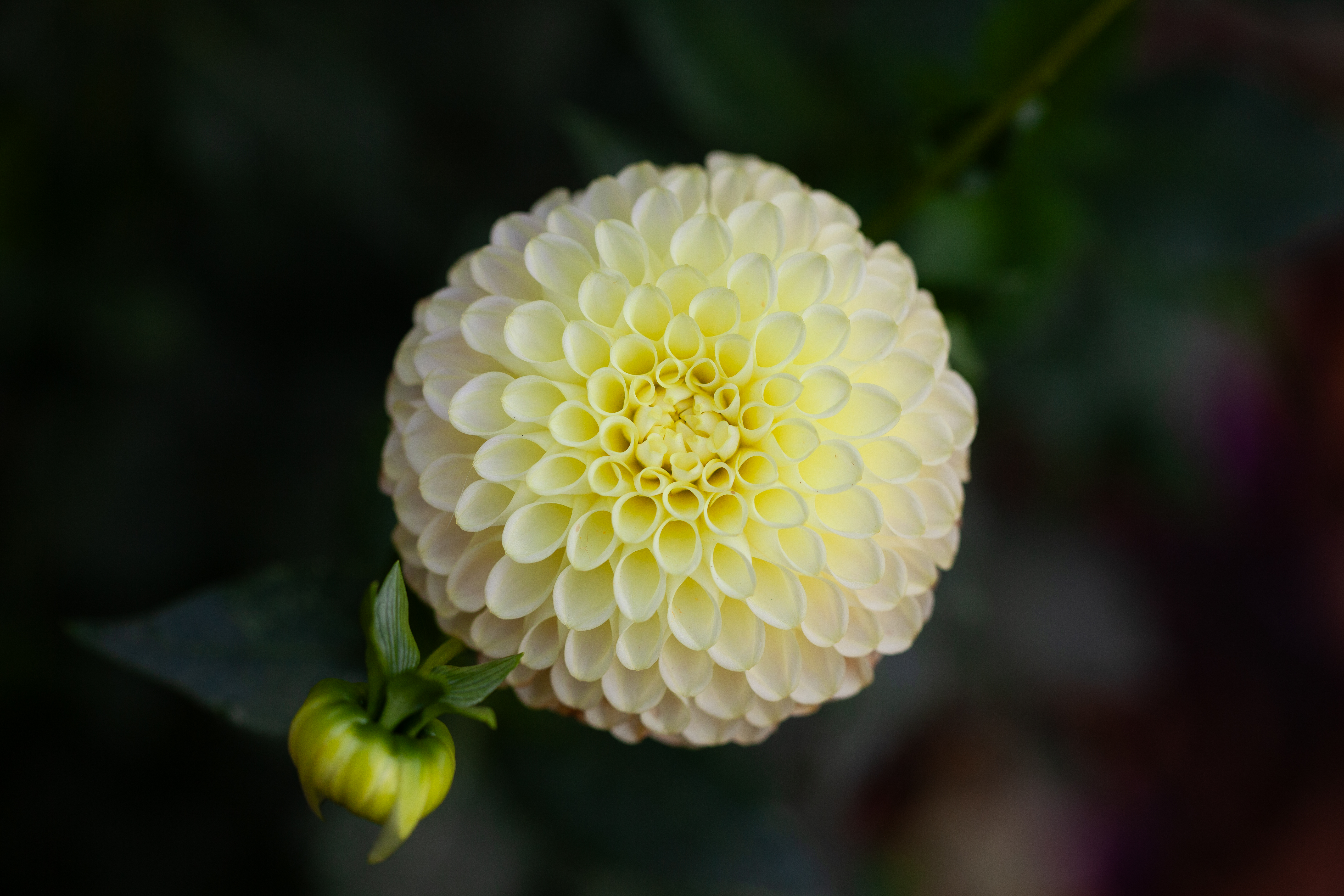 Skipley Moonglow dahlia