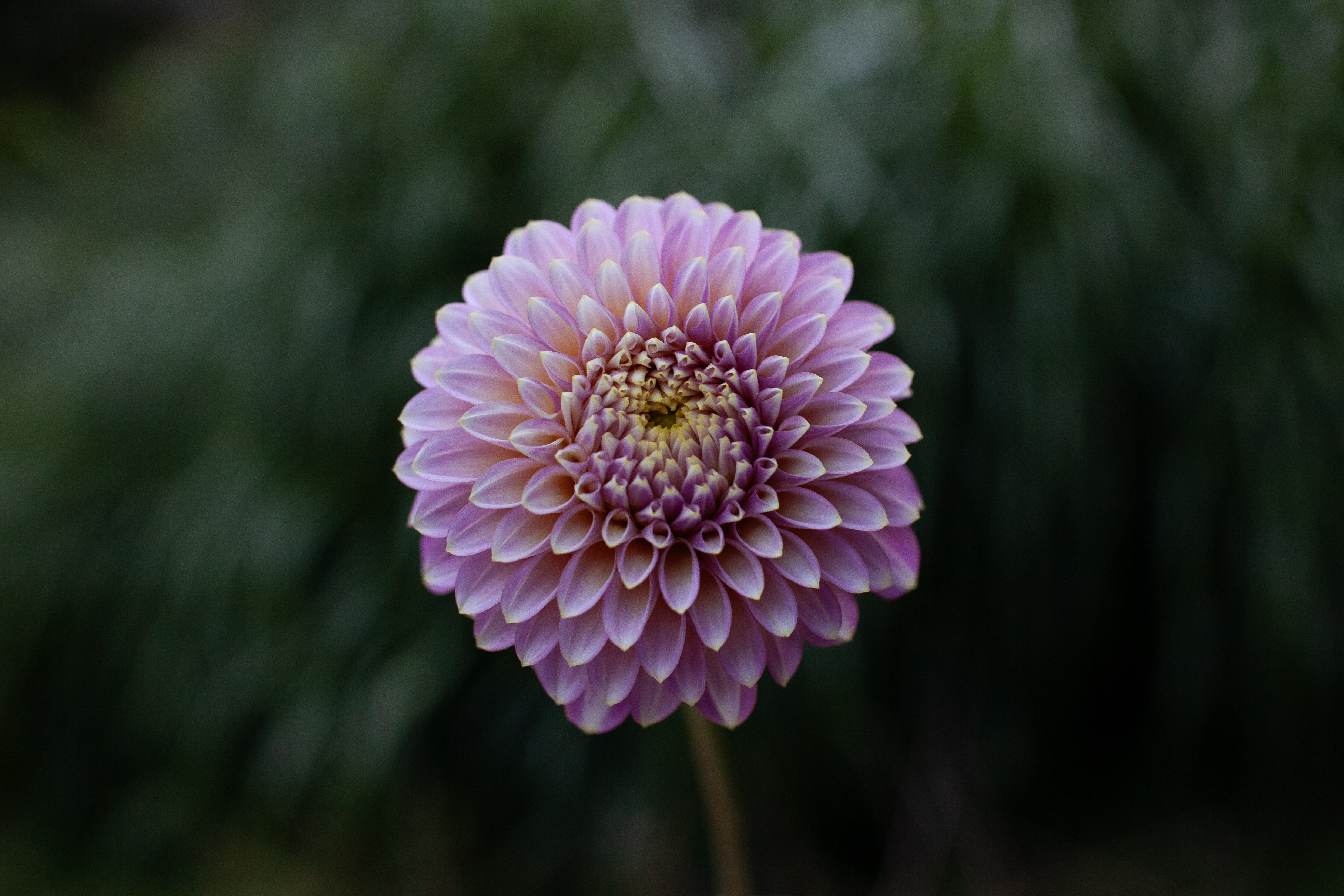 Skipley Spot of Gold dahlia