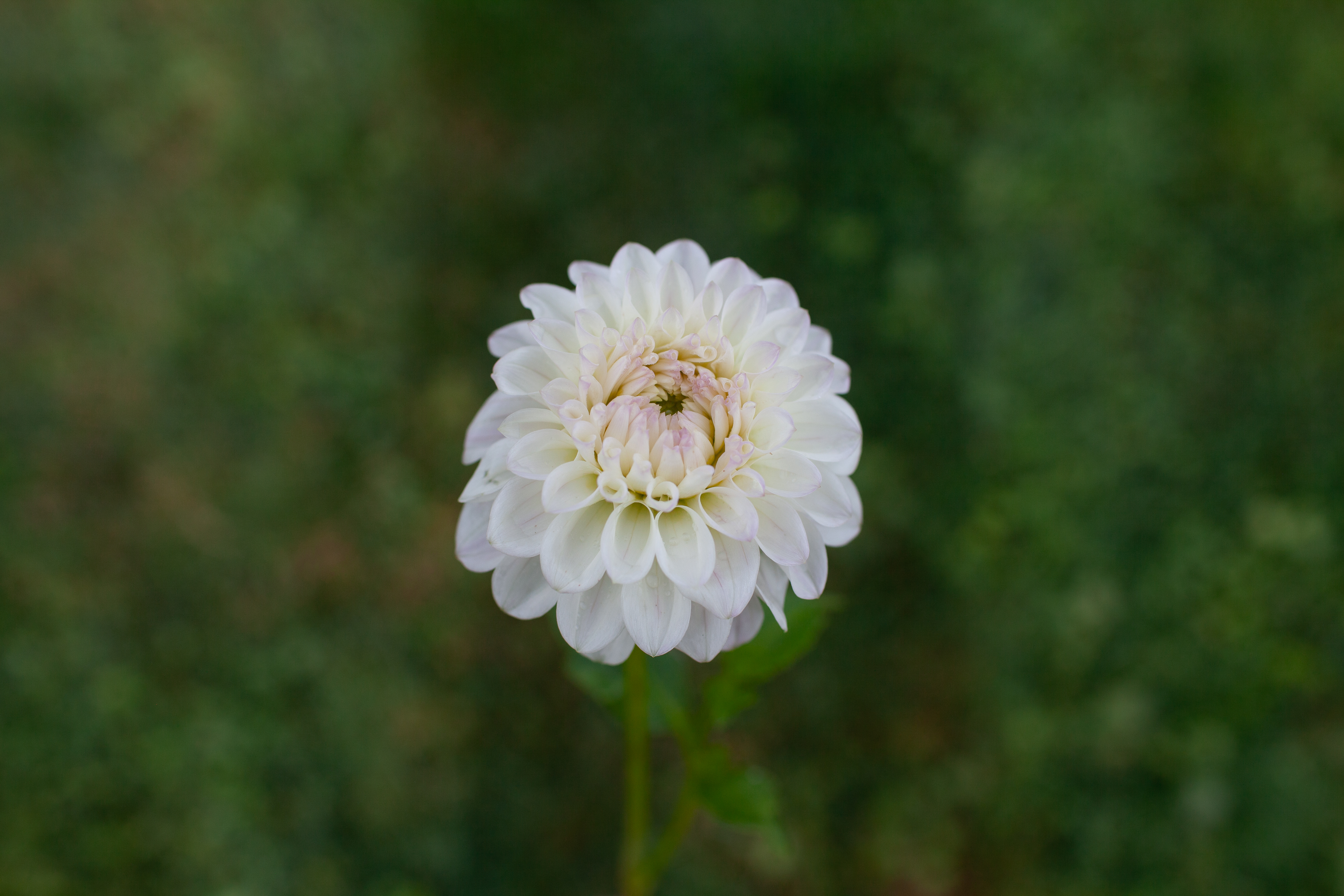 Skipley Swan Song dahlia