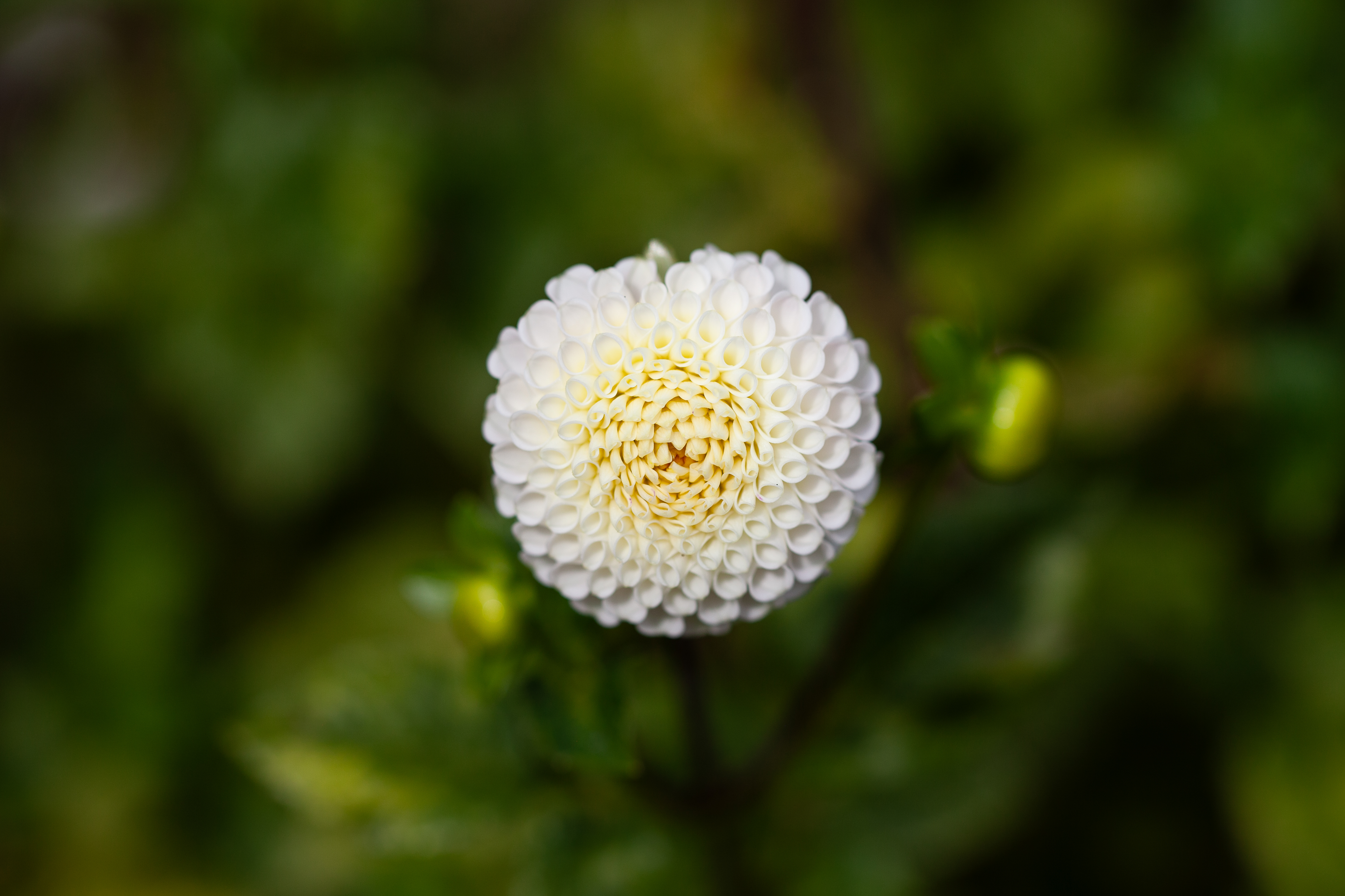 Small World dahlia