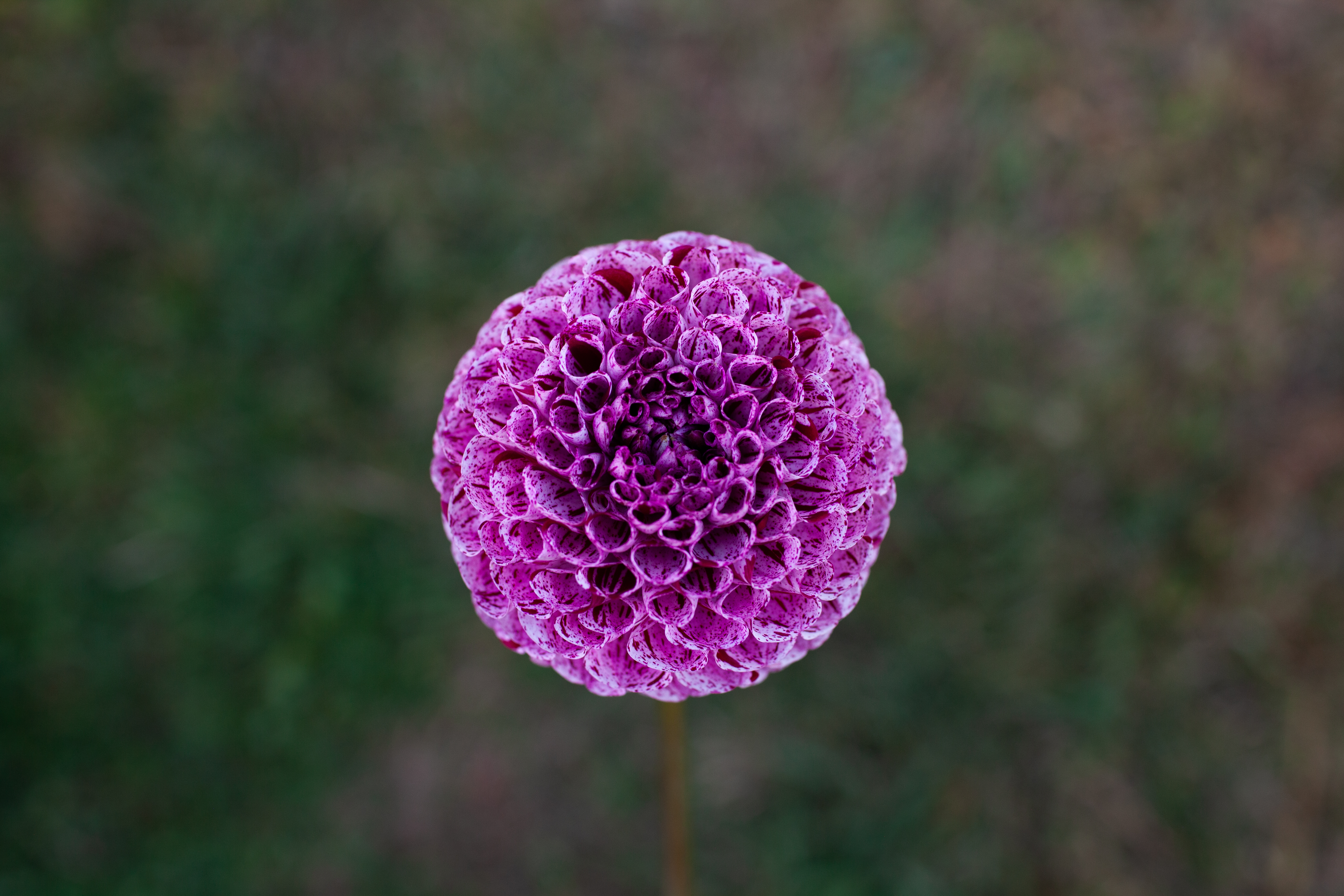 Snoho Les dahlia