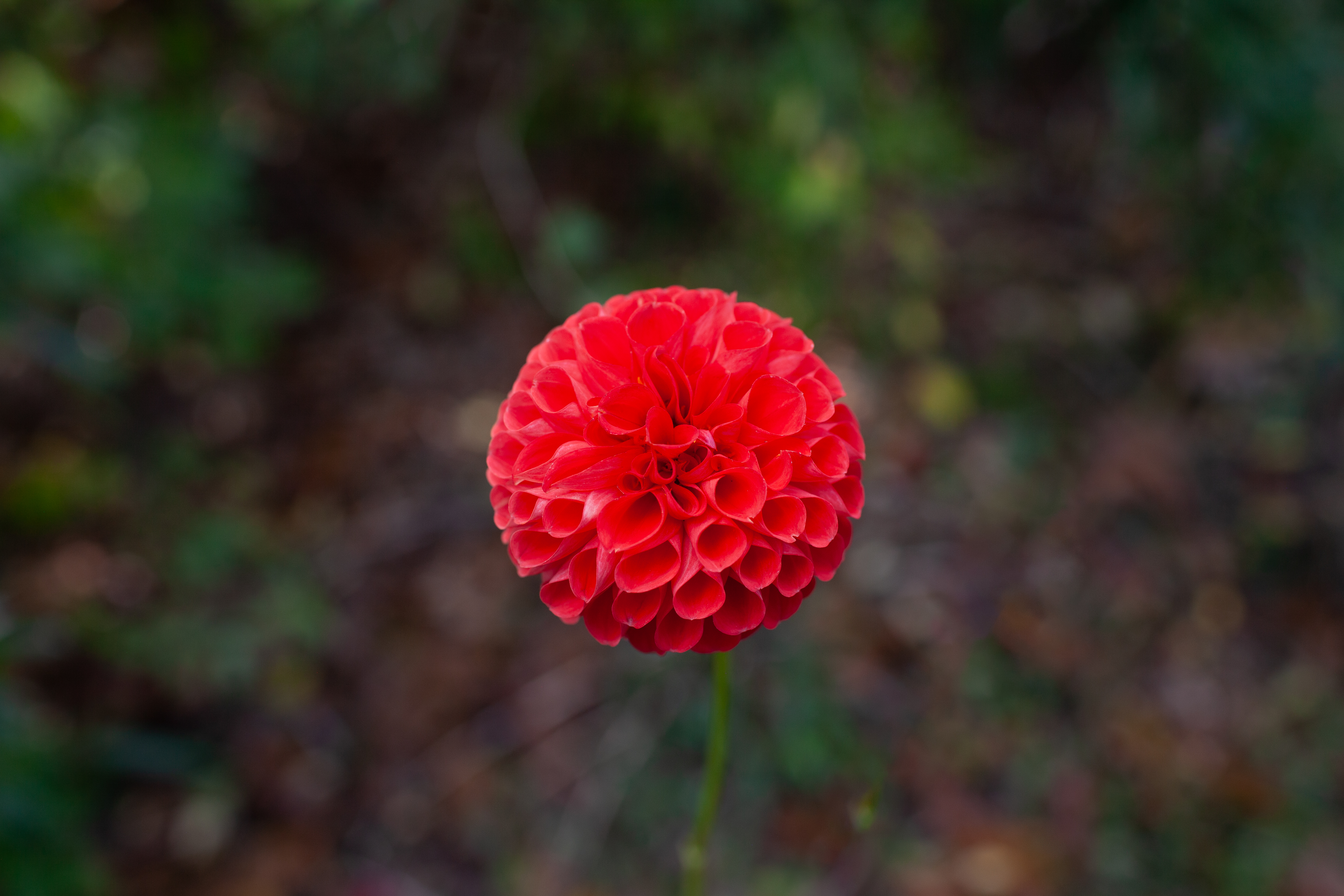 Skipley Tnt Ball dahlia