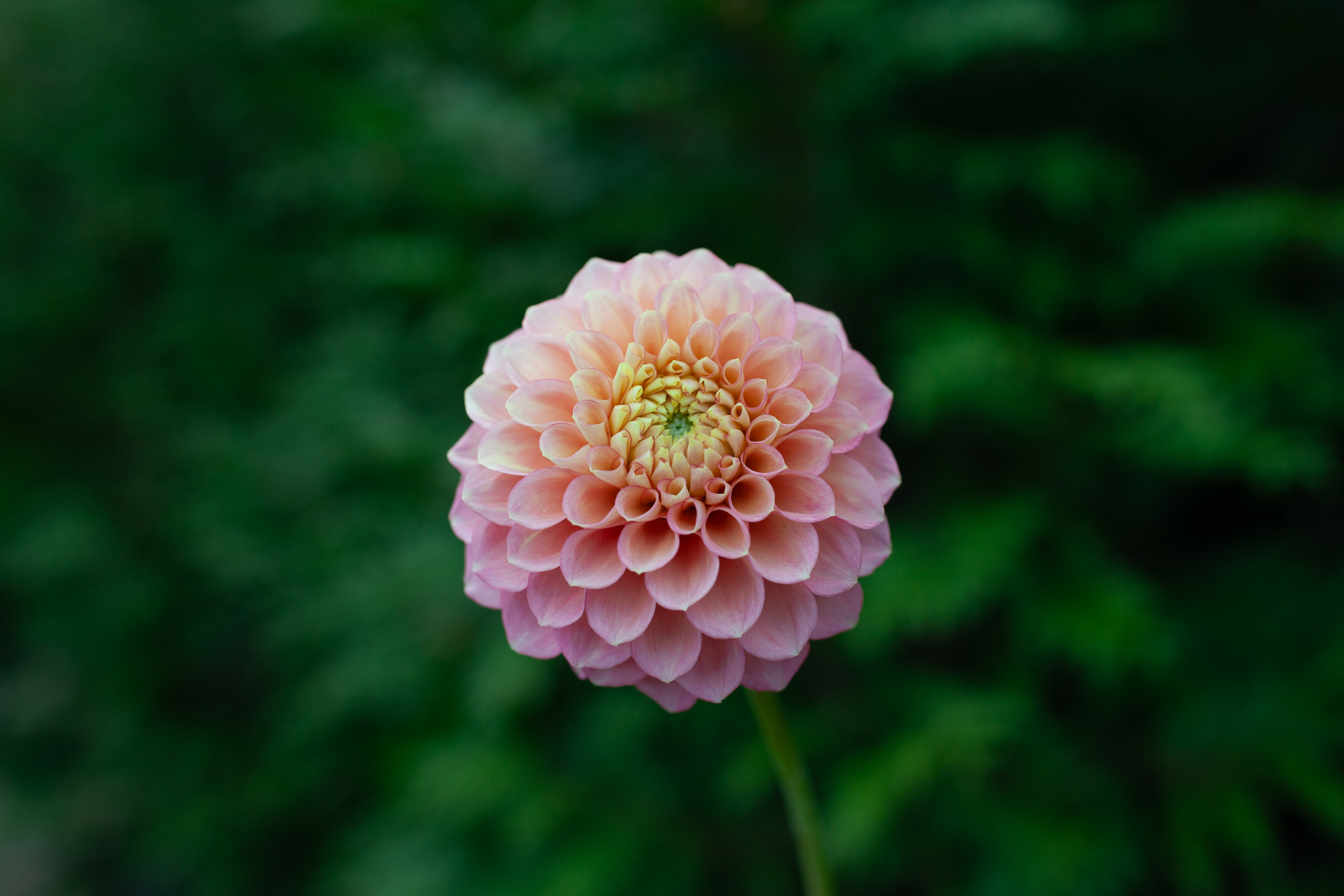 Snoho Doris dahlia