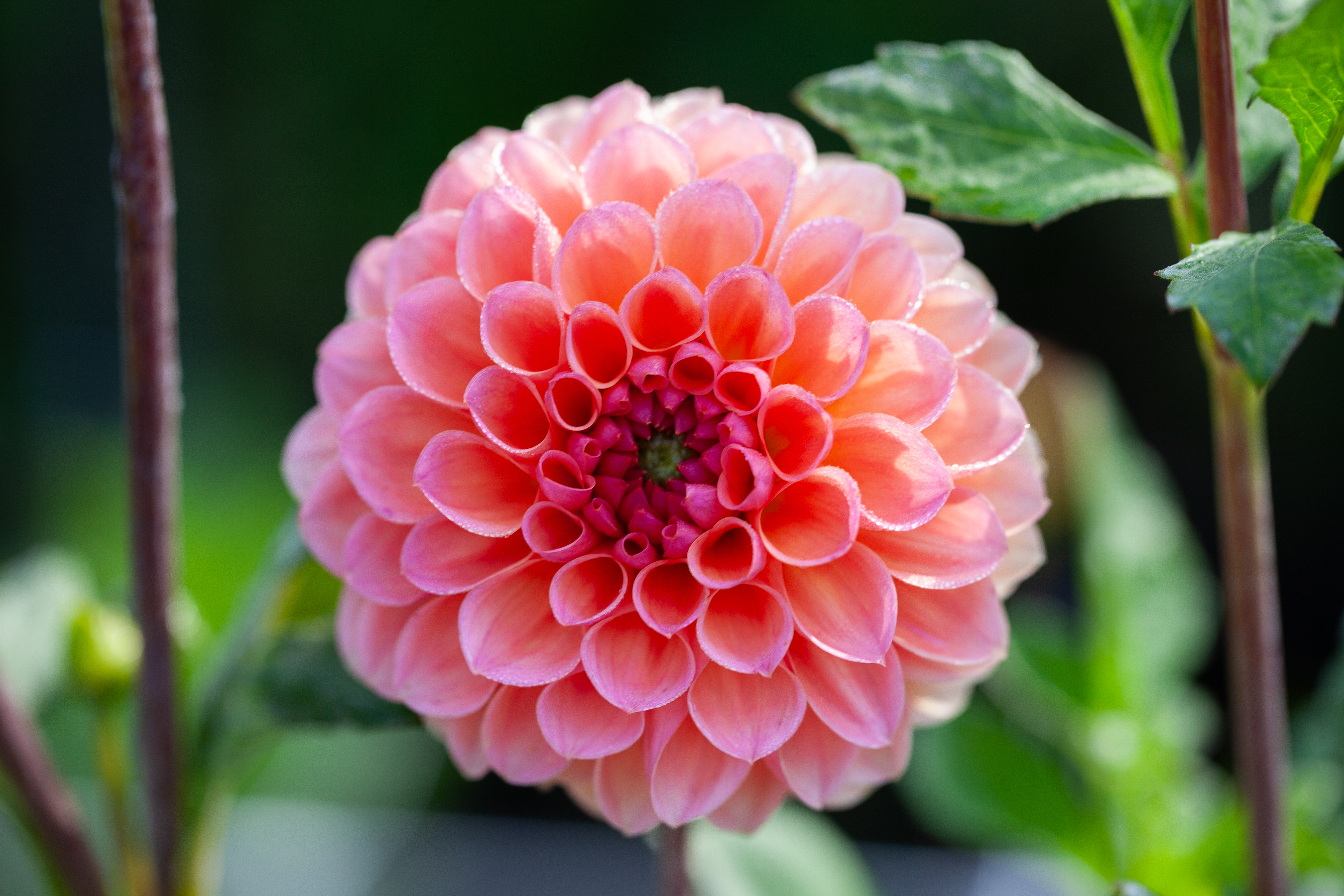 Snoho Peggy dahlia