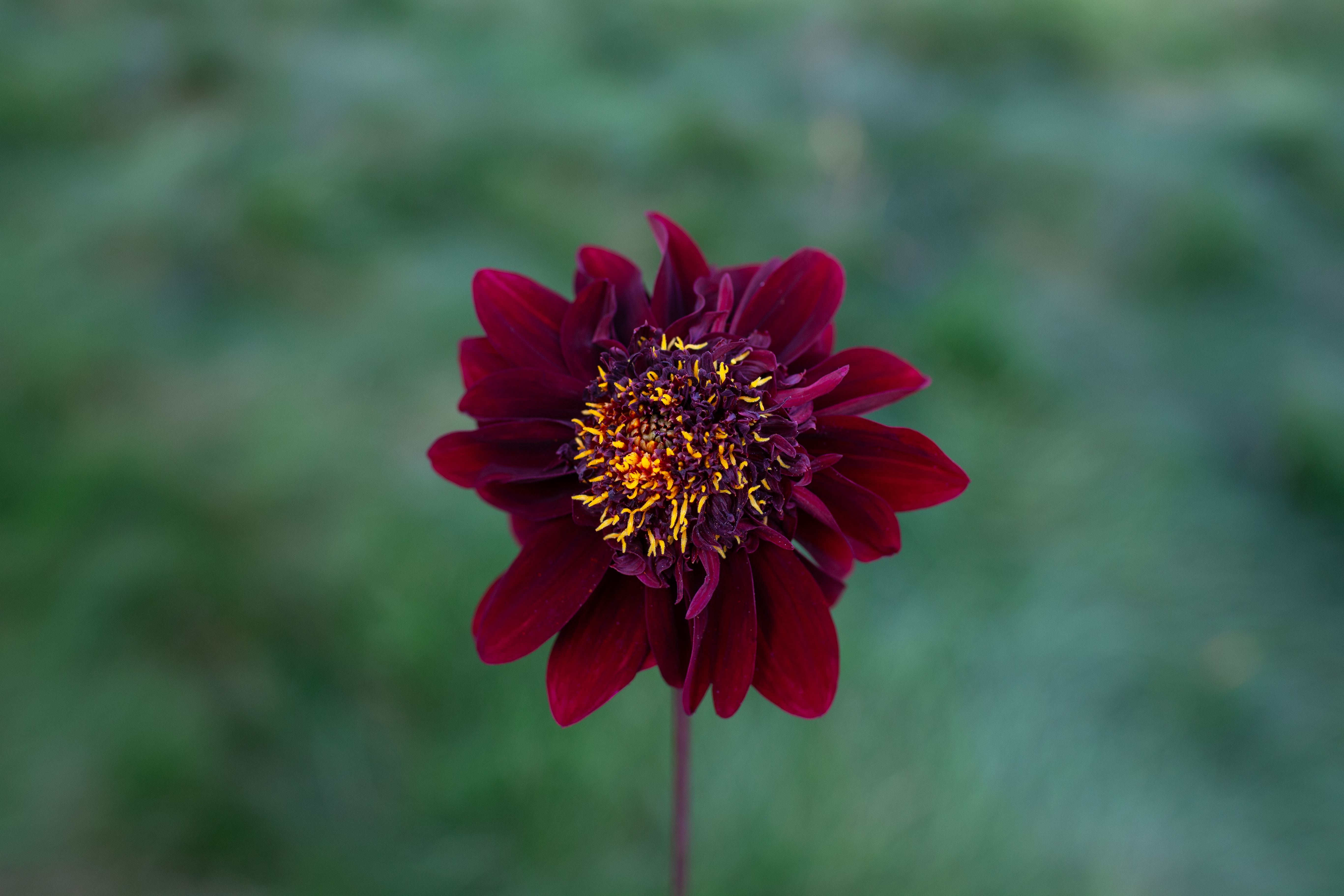 Soulman dahlia