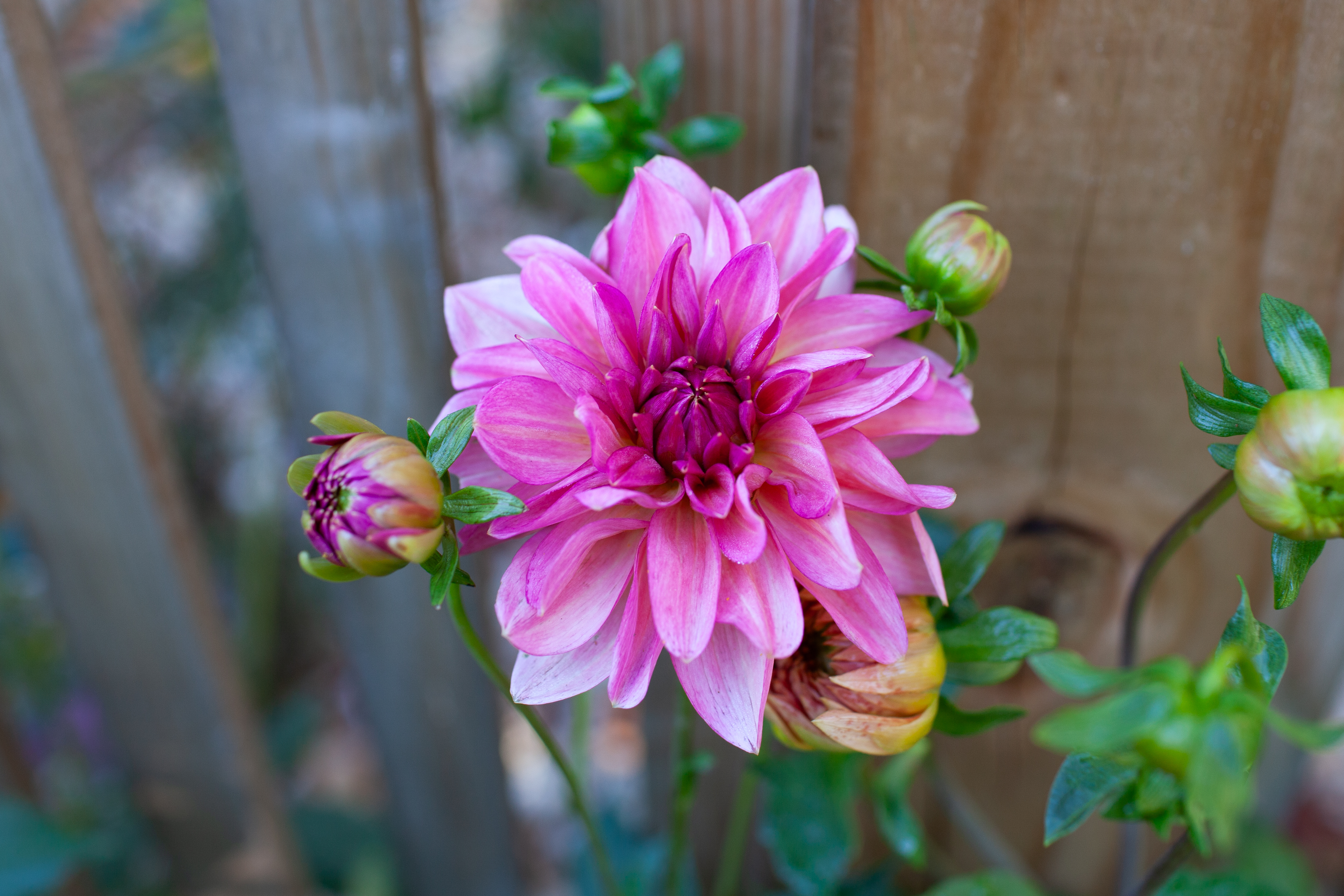 Sourire de Crozon dahlia