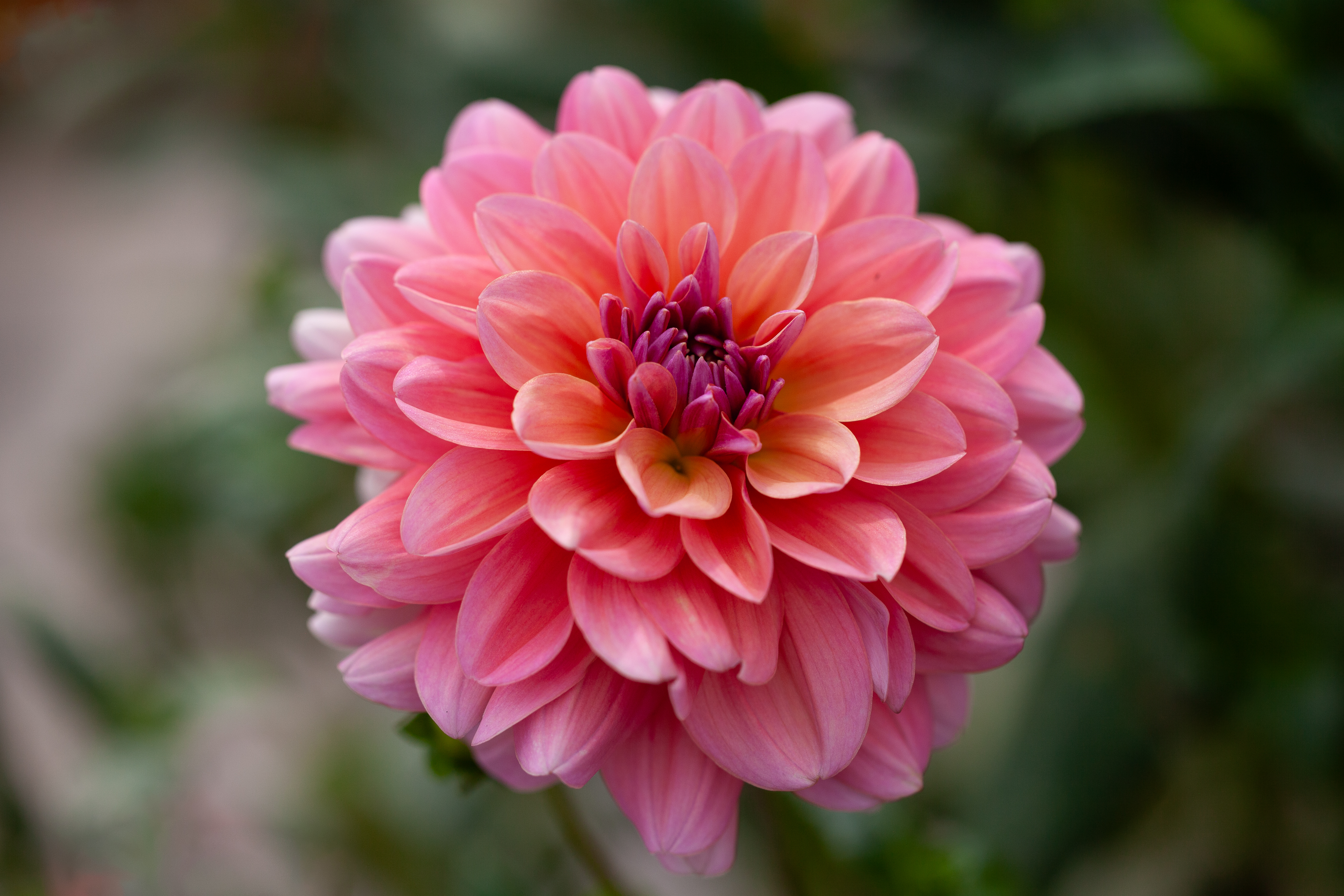 Southern Belle dahlia