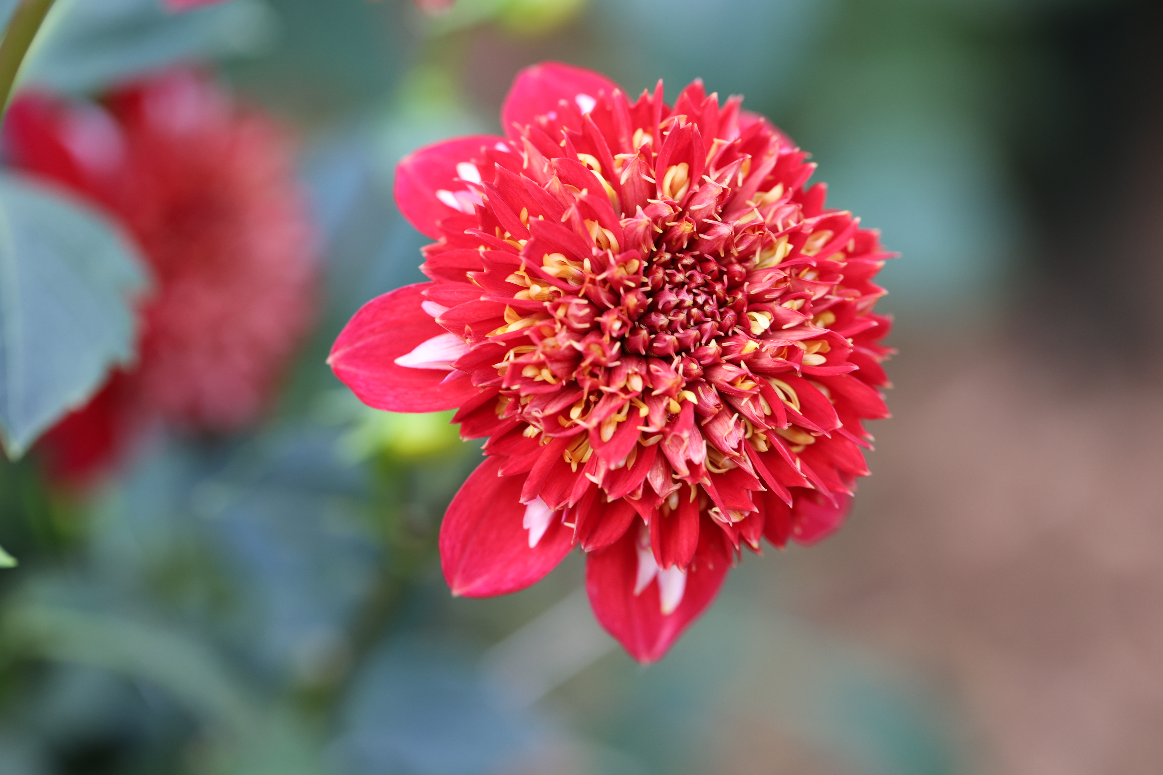 Speech dahlia