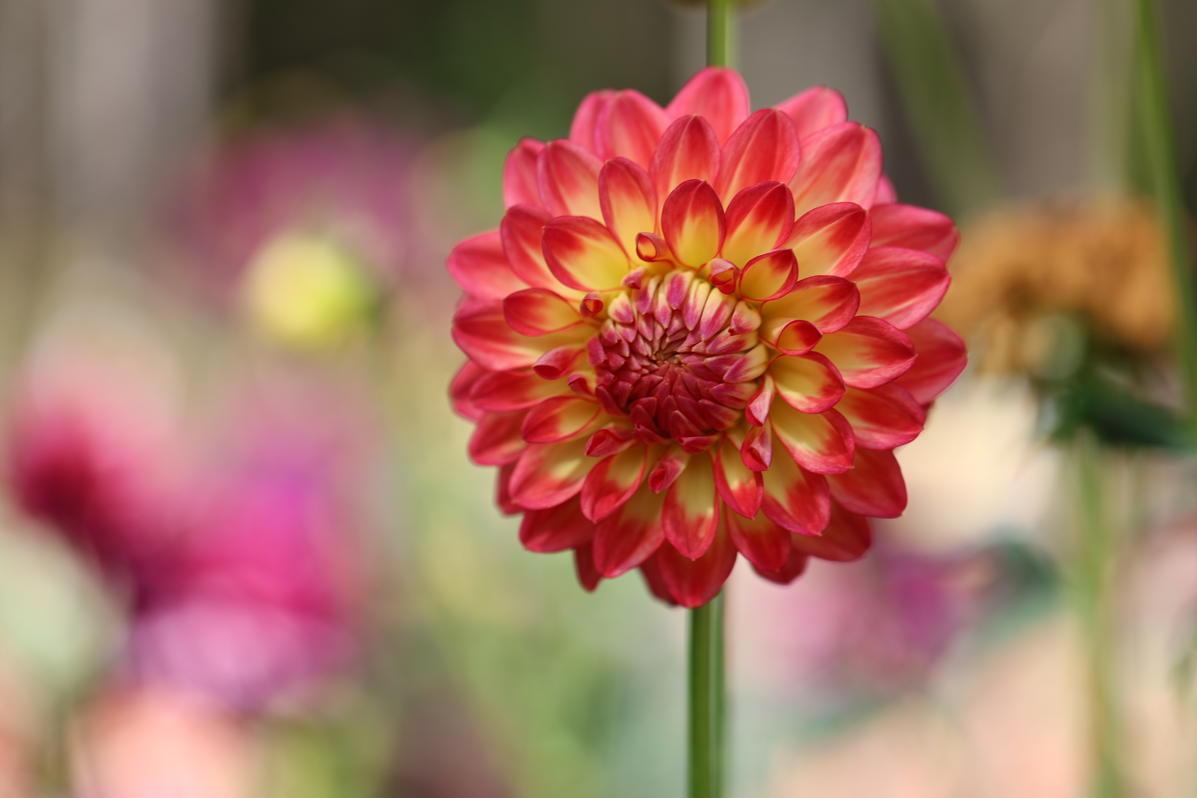 Stanza dahlia