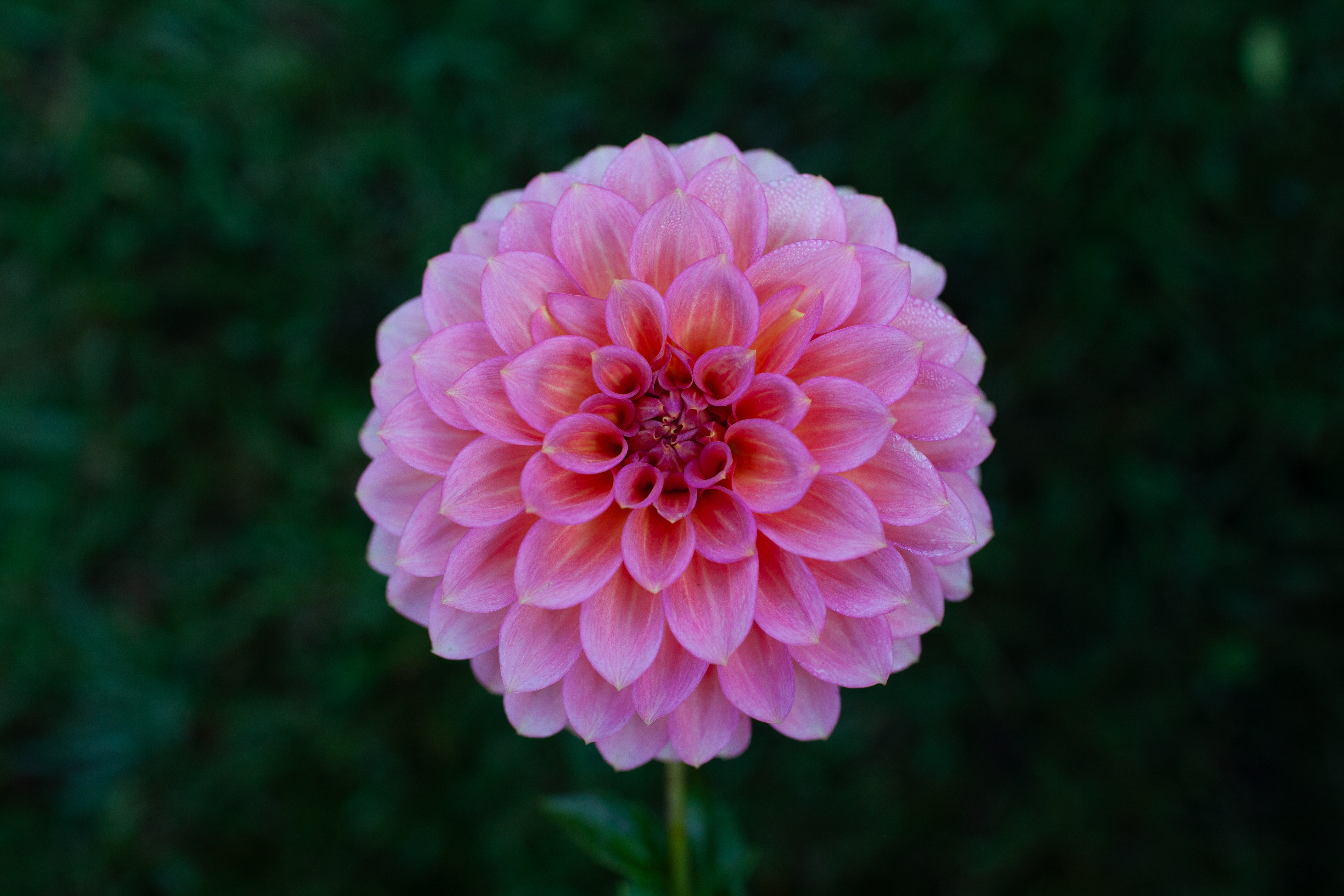 Stella R dahlia