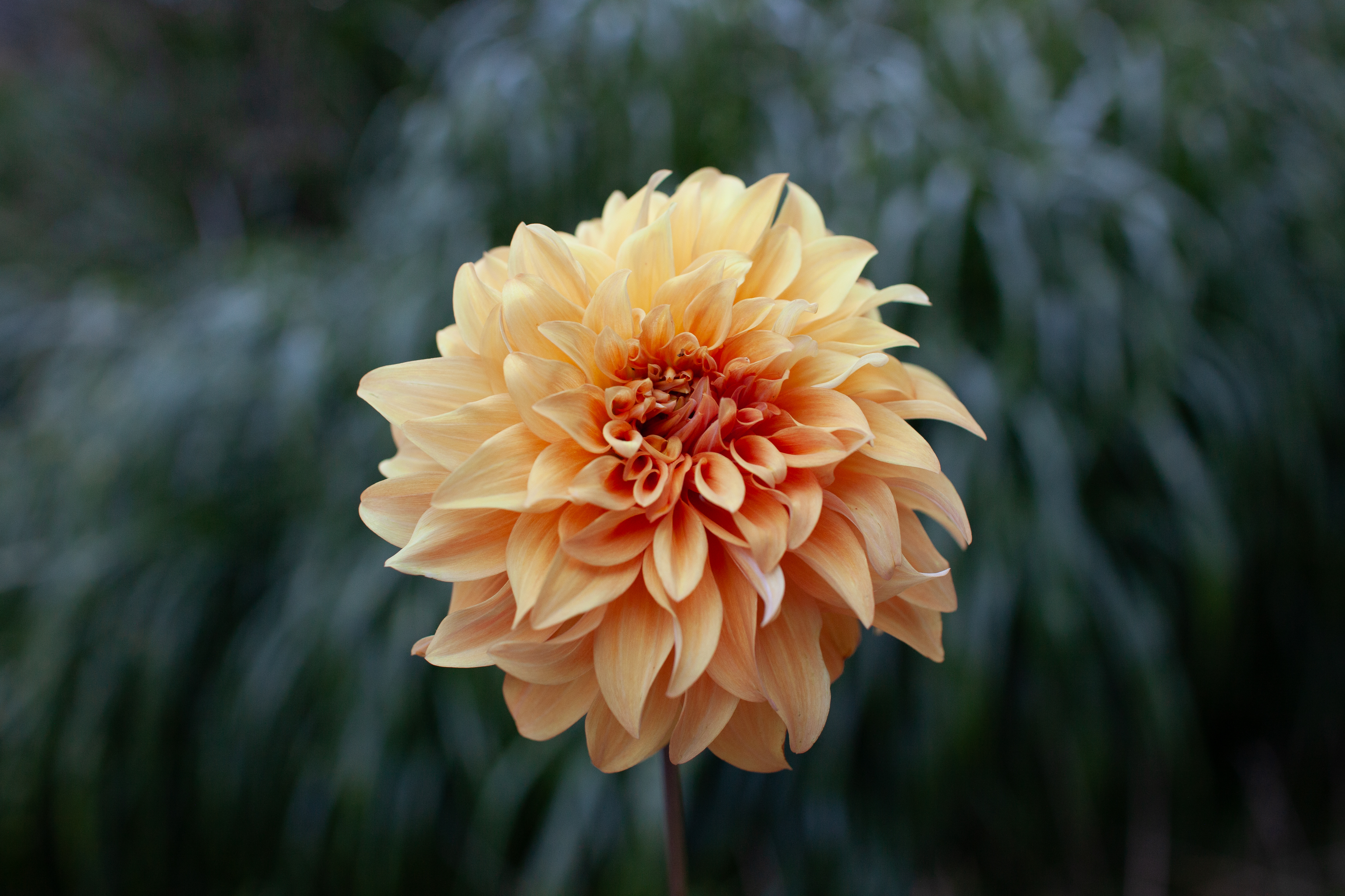 Steve Meggos dahlia