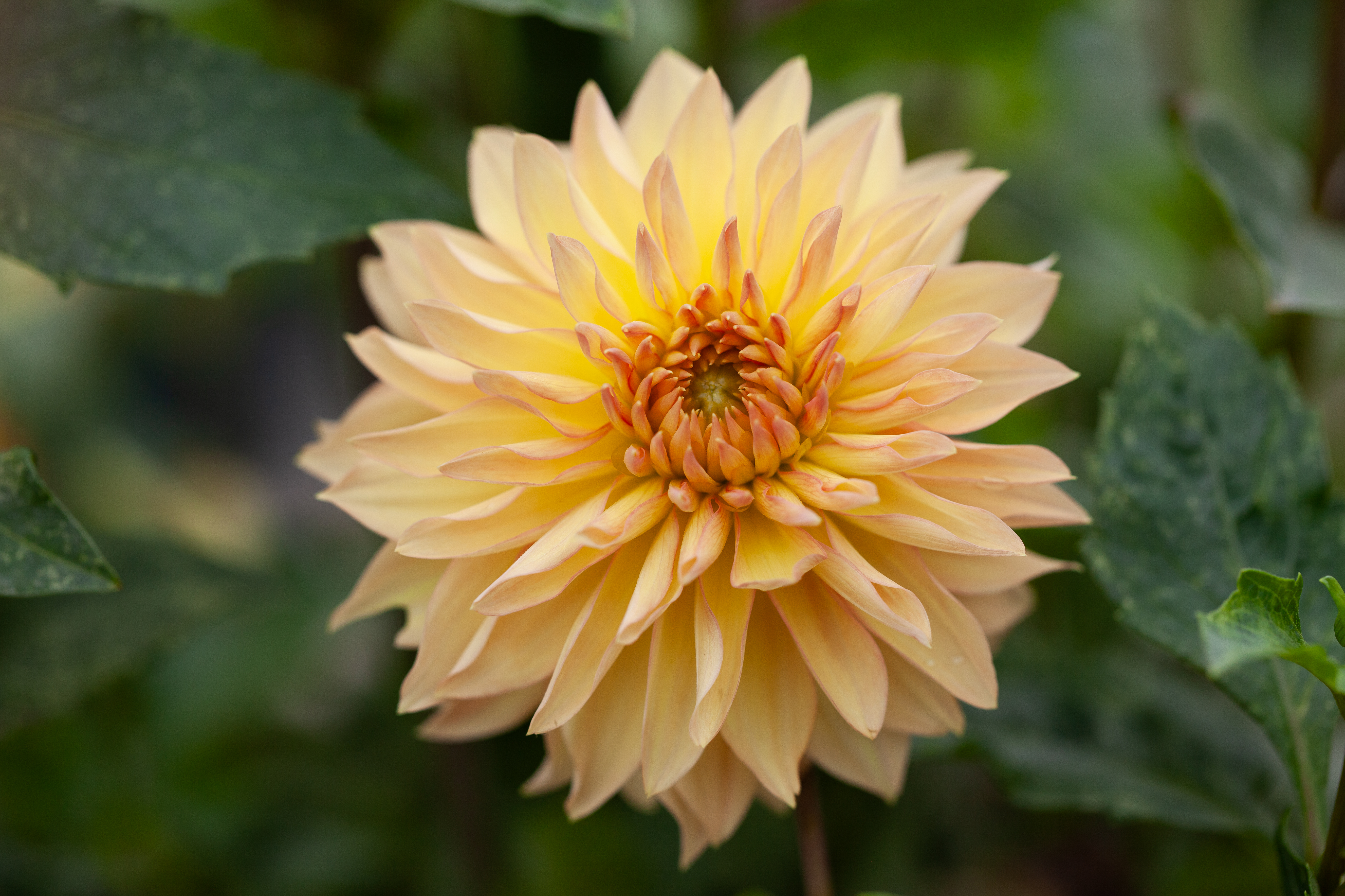 Stillwater Brandy dahlia