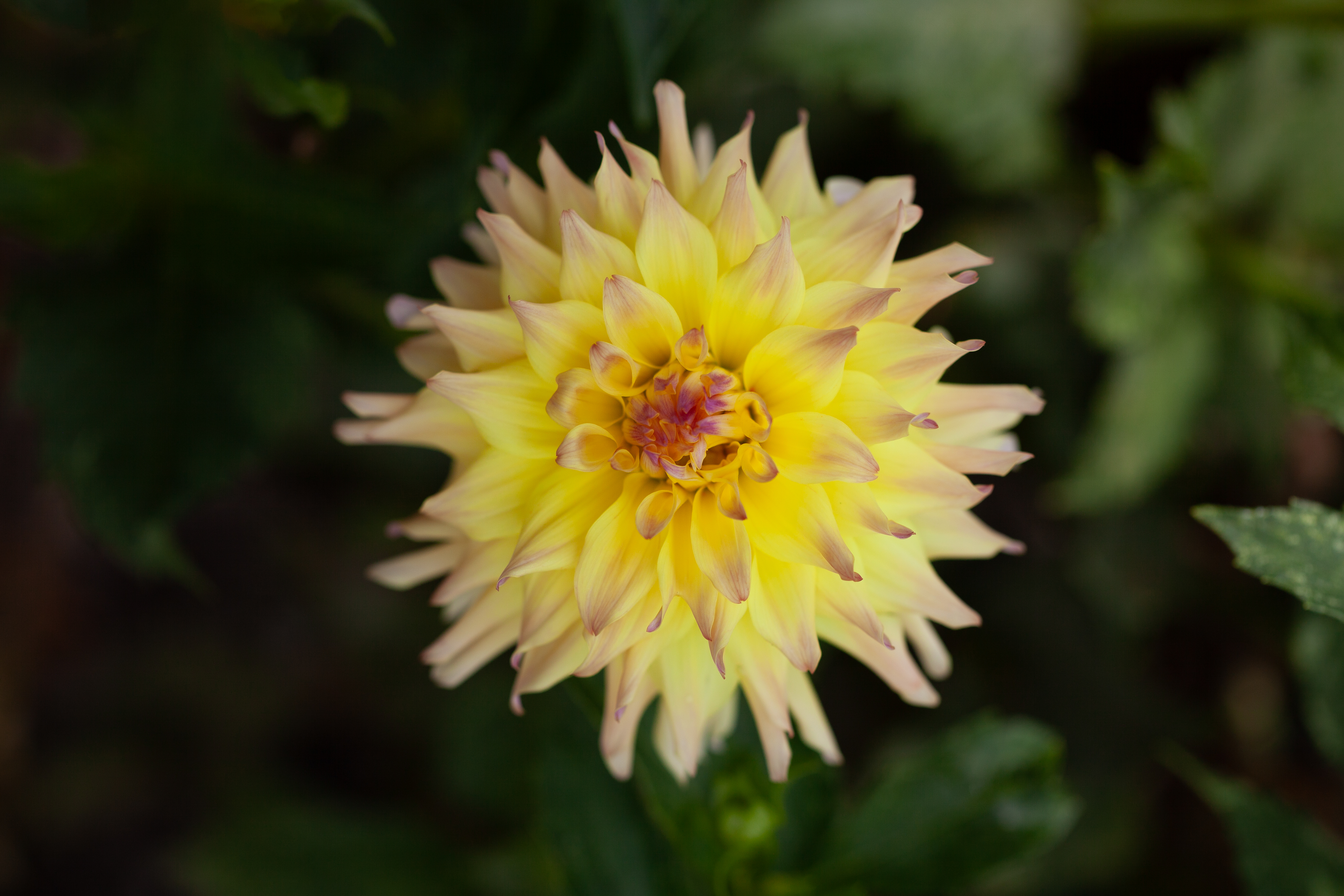 Stillwater Krista dahlia