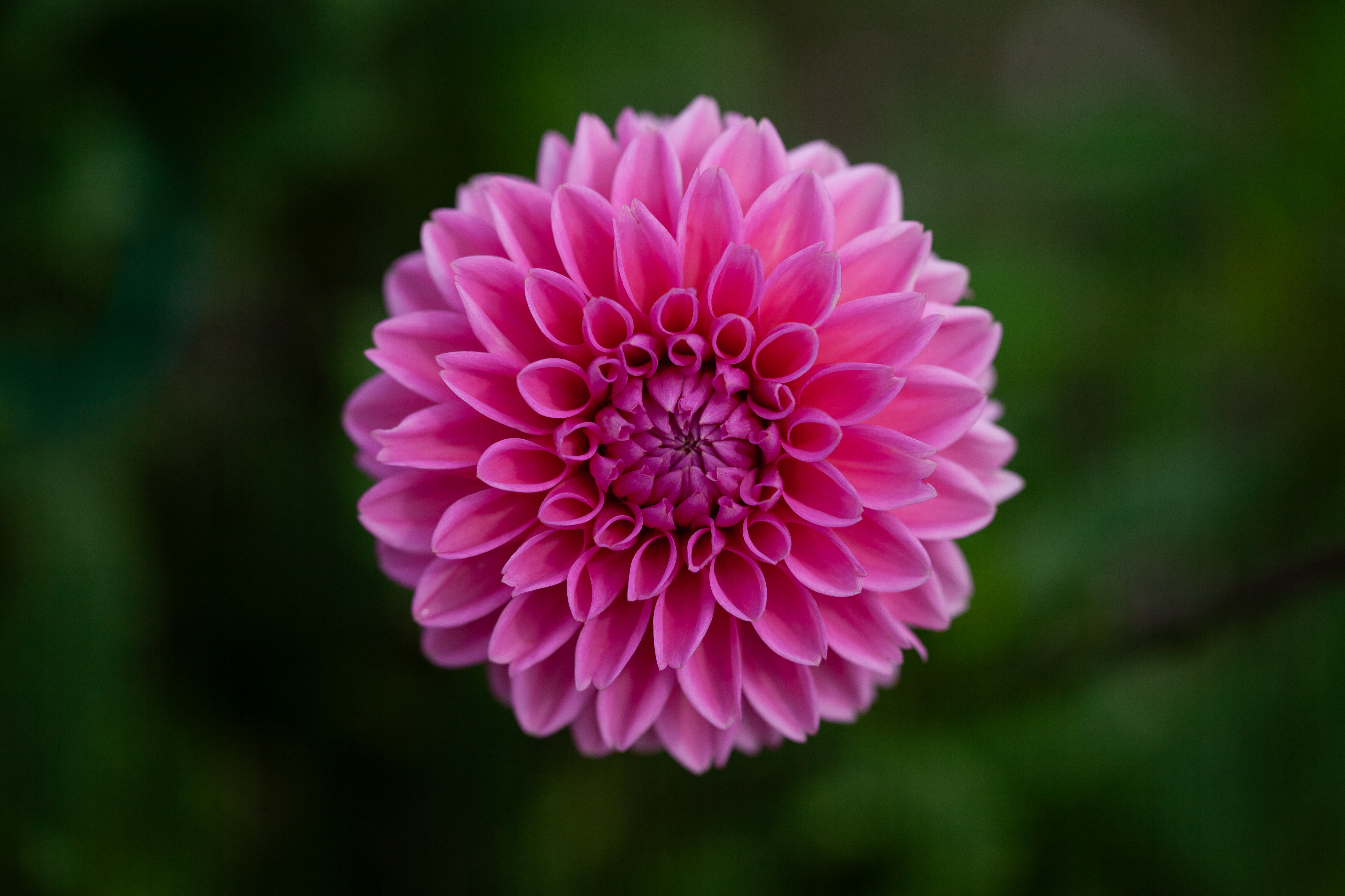 Stolze Von Berlin dahlia