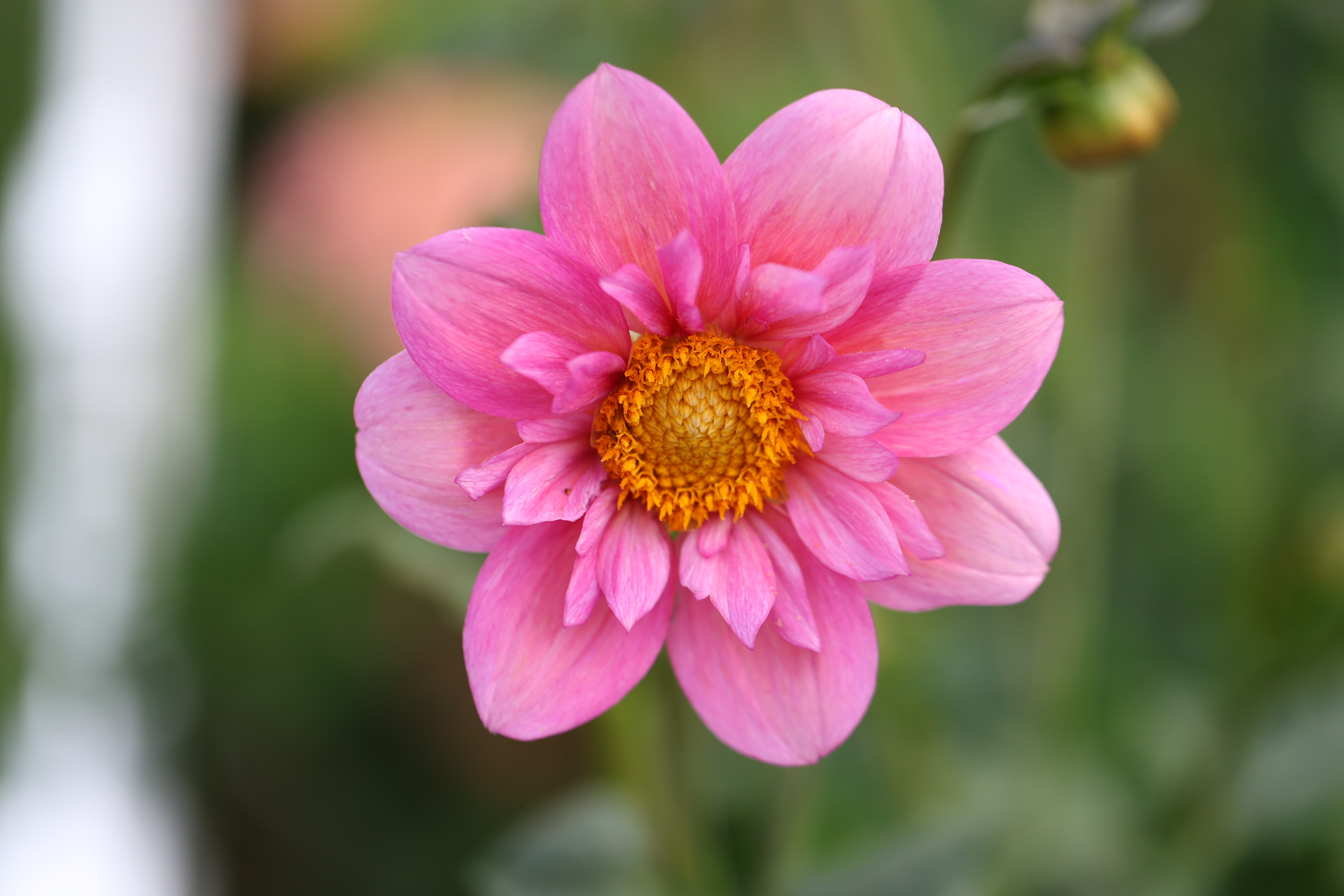 Strawberry Bonbon dahlia