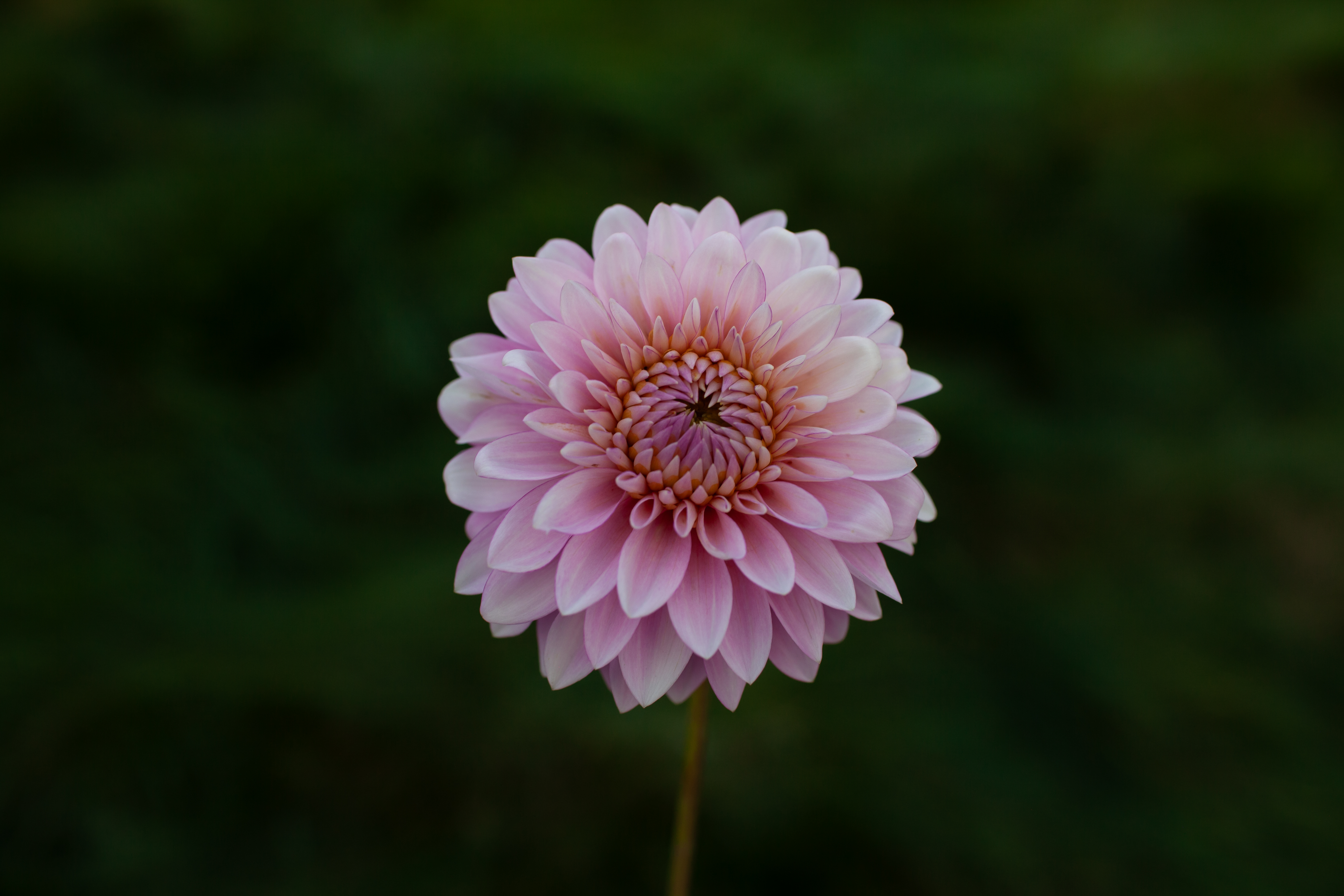Strawberry Cream dahlia