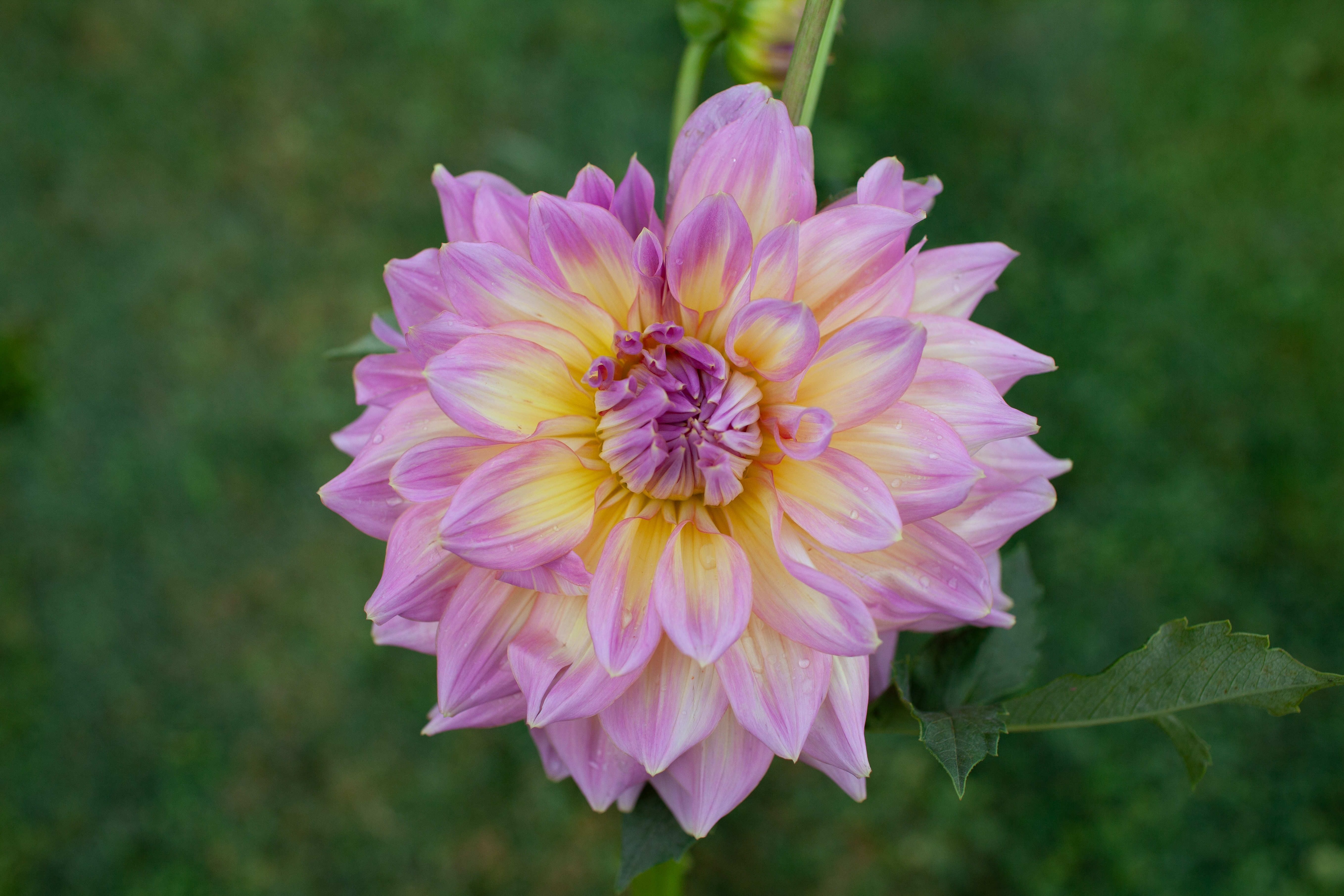 Strawberry Ice dahlia